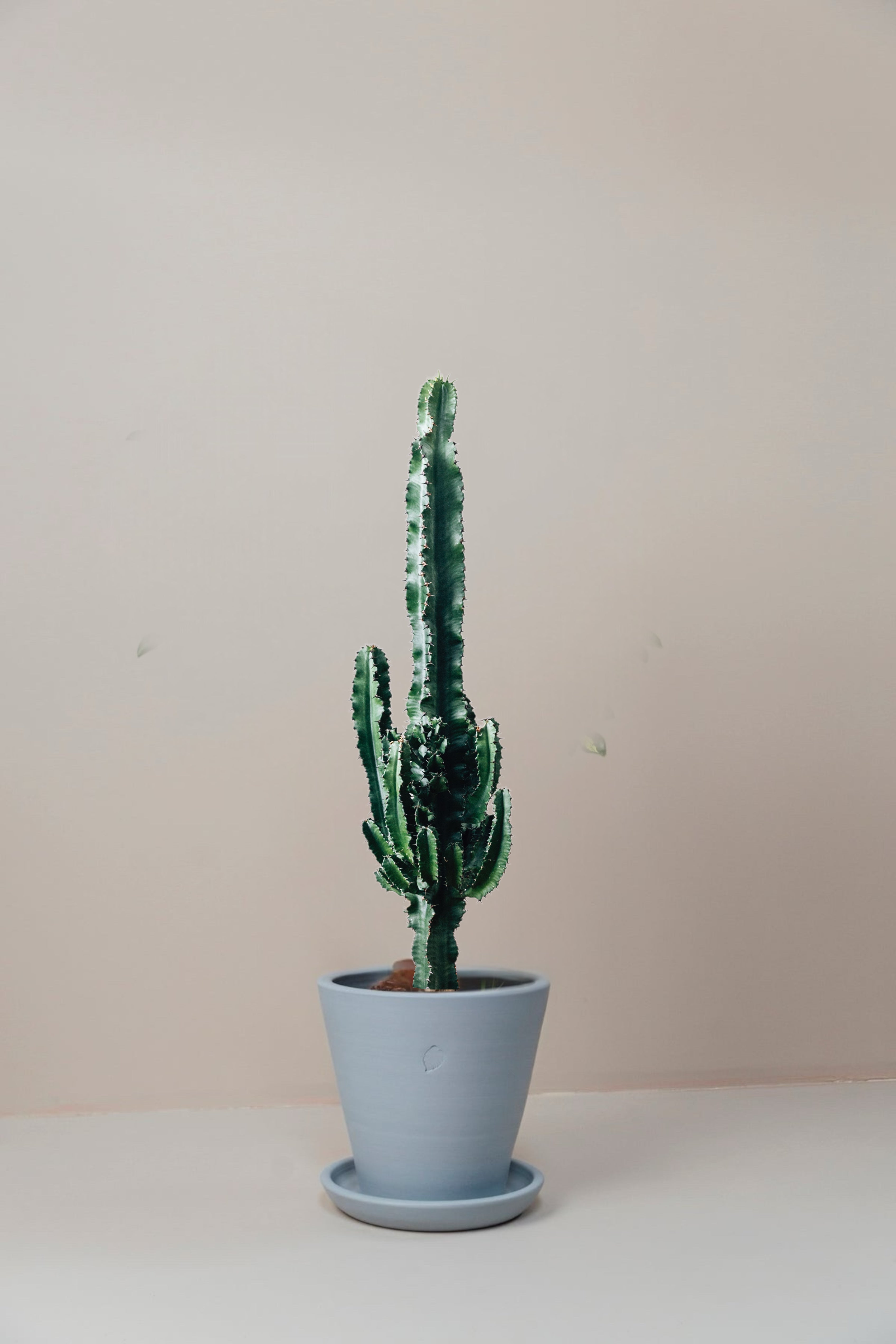 Carlos