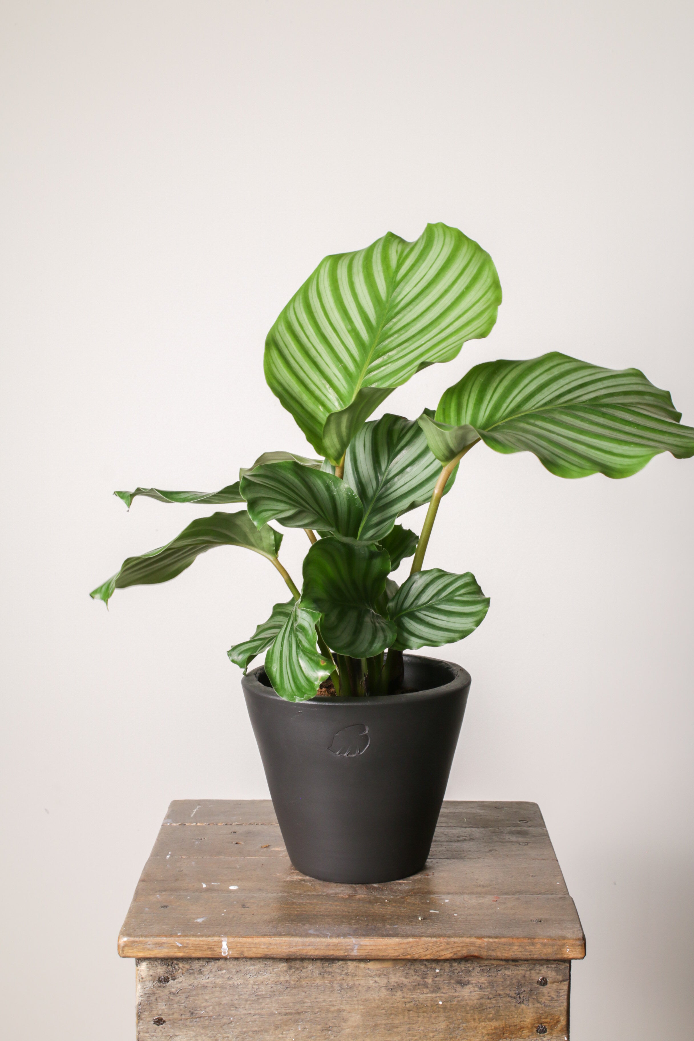 Orbifolia Coal Çömlek Saksılı
