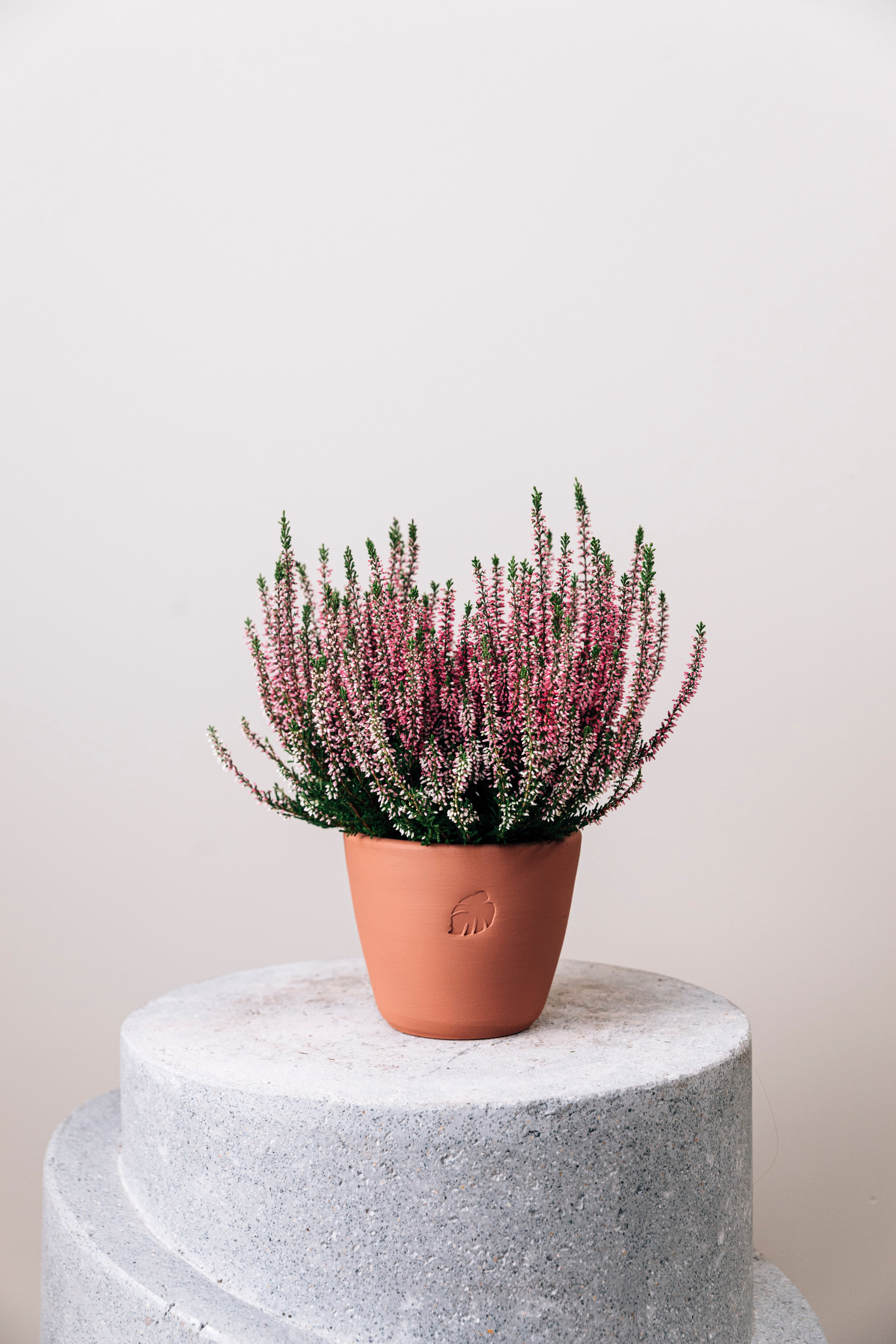 Calluna Sahara Çömlek Saksılı