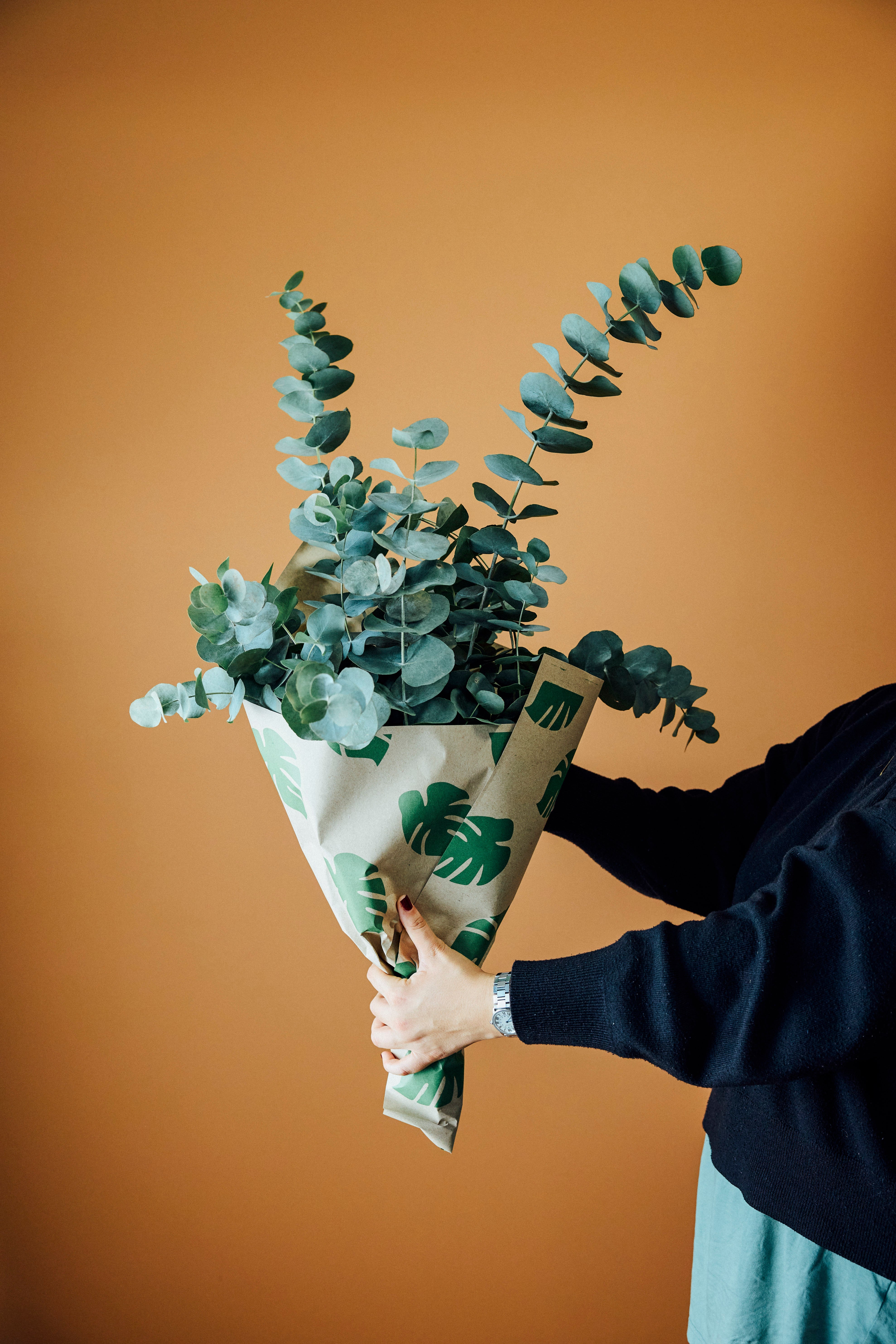 Eucalyptus (Okaliptüs) Demeti