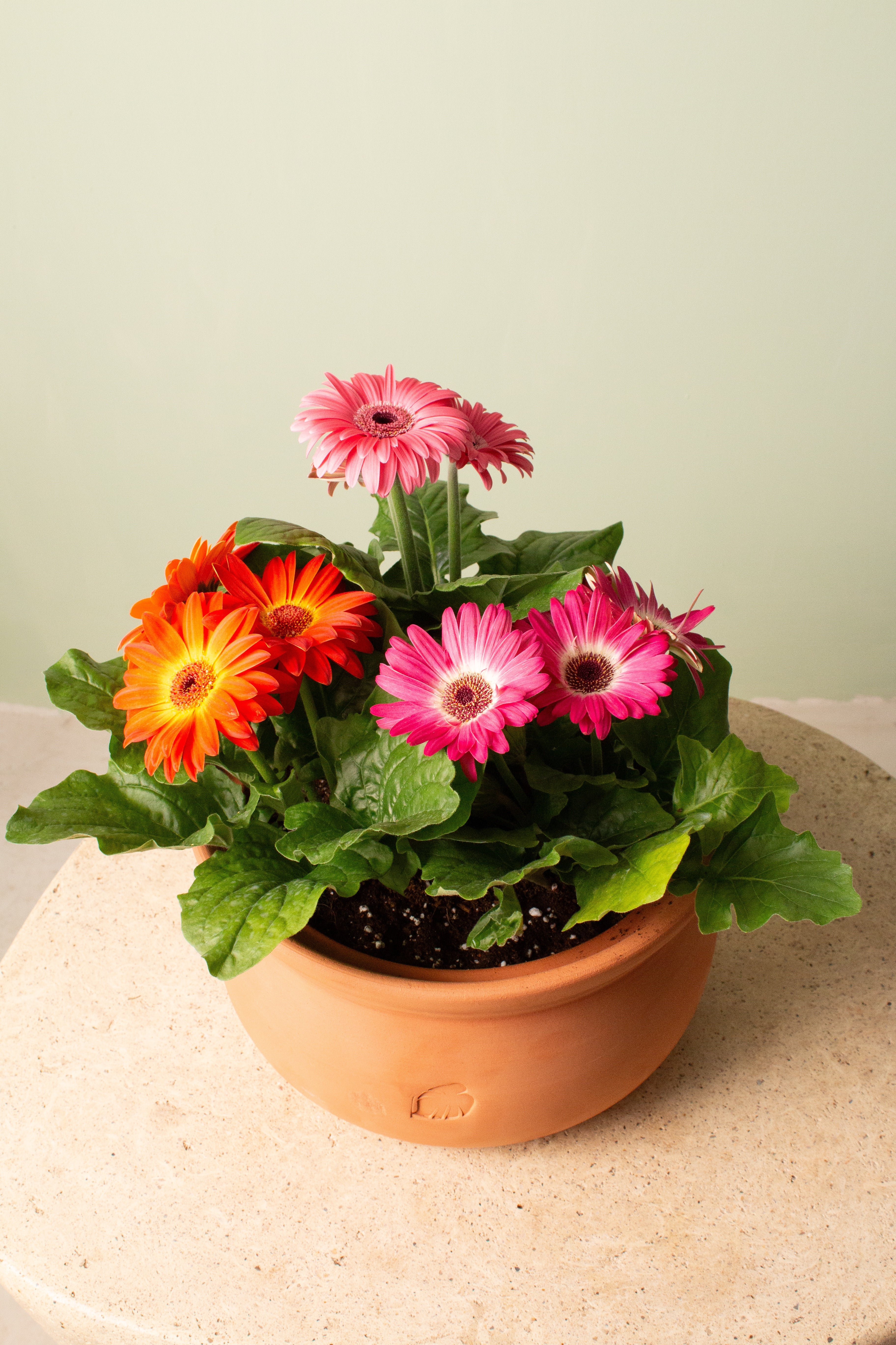 Cup of Gerbera