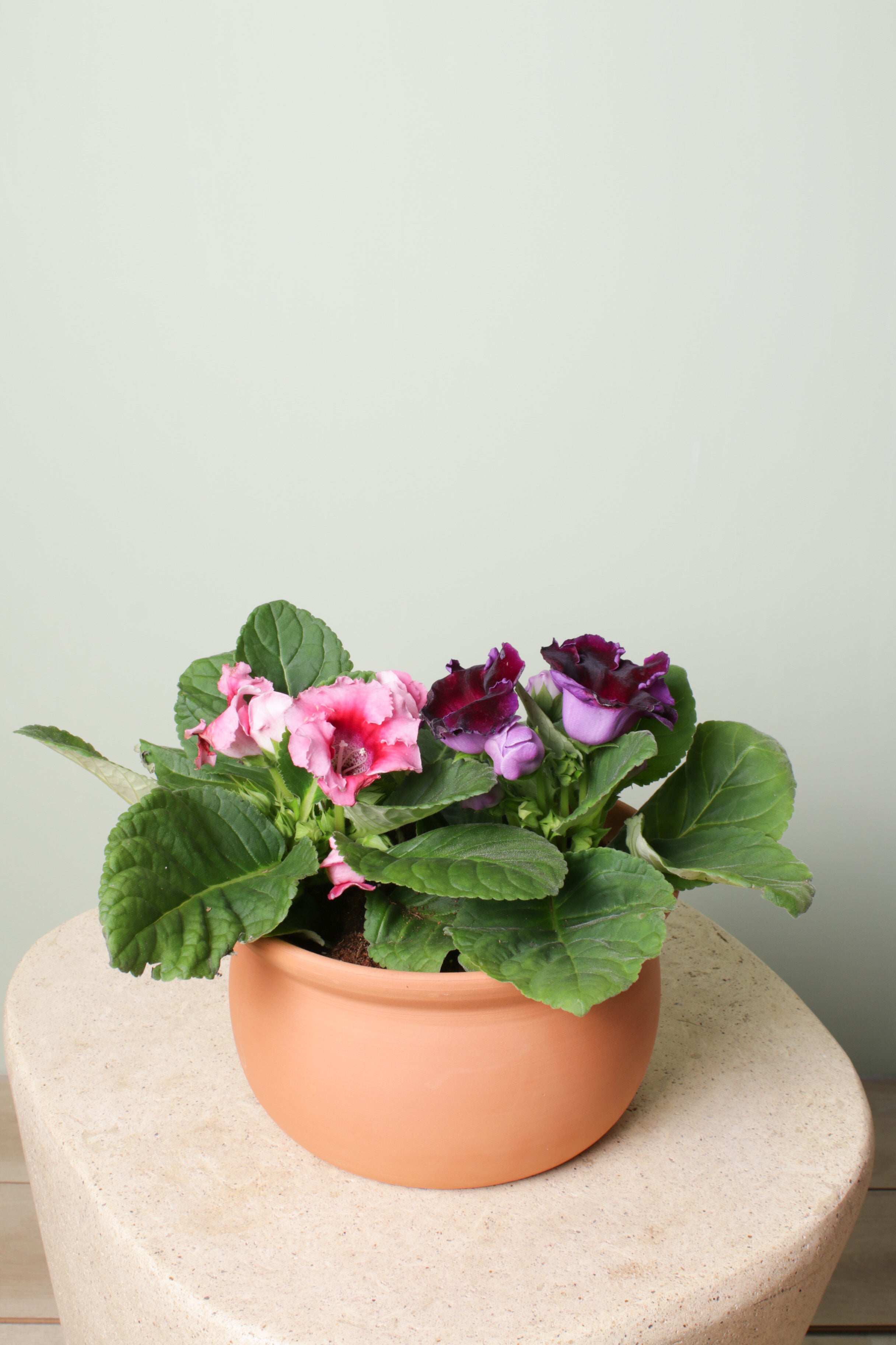 Cup of Violet
