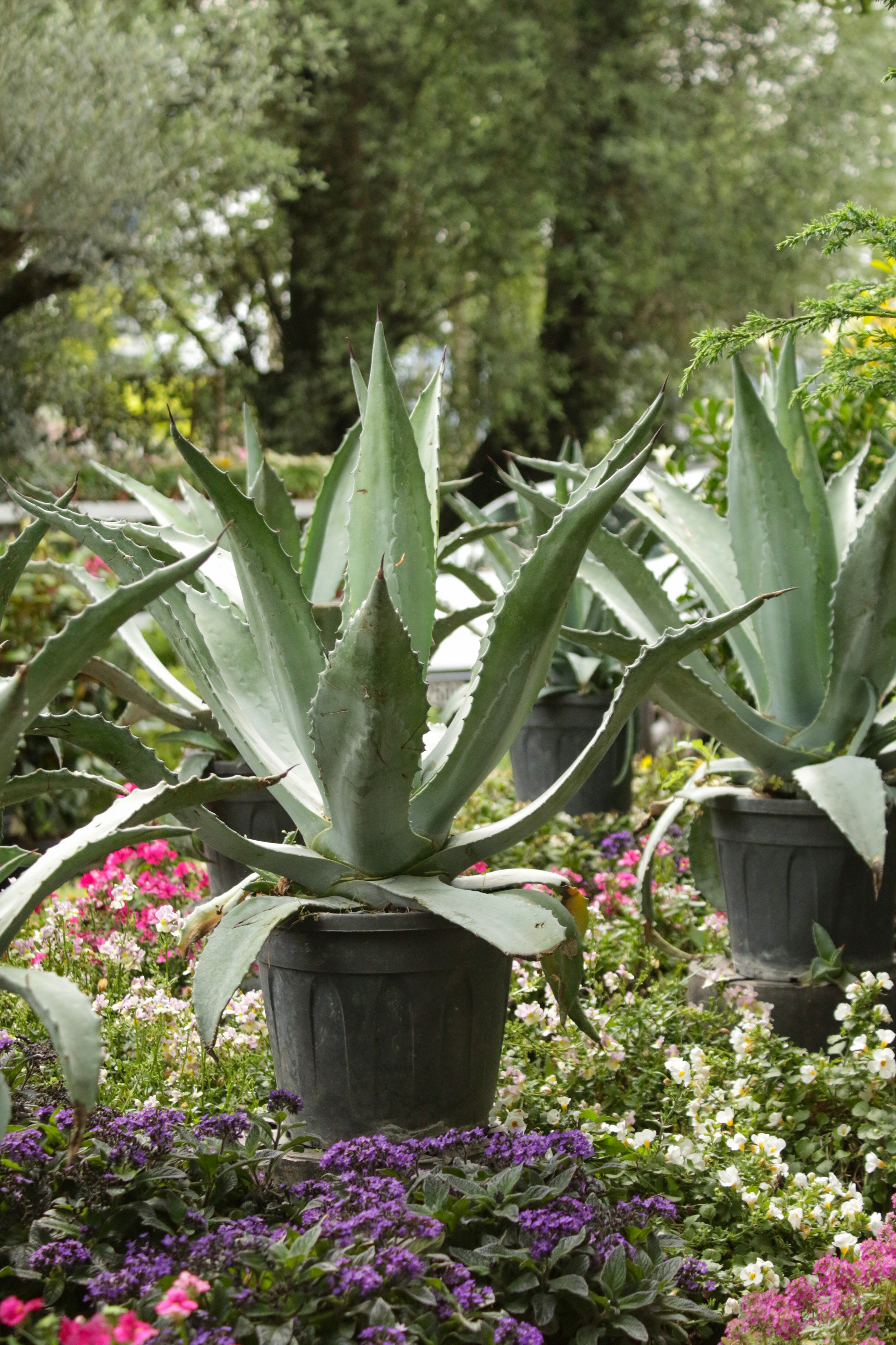 Agave Americana