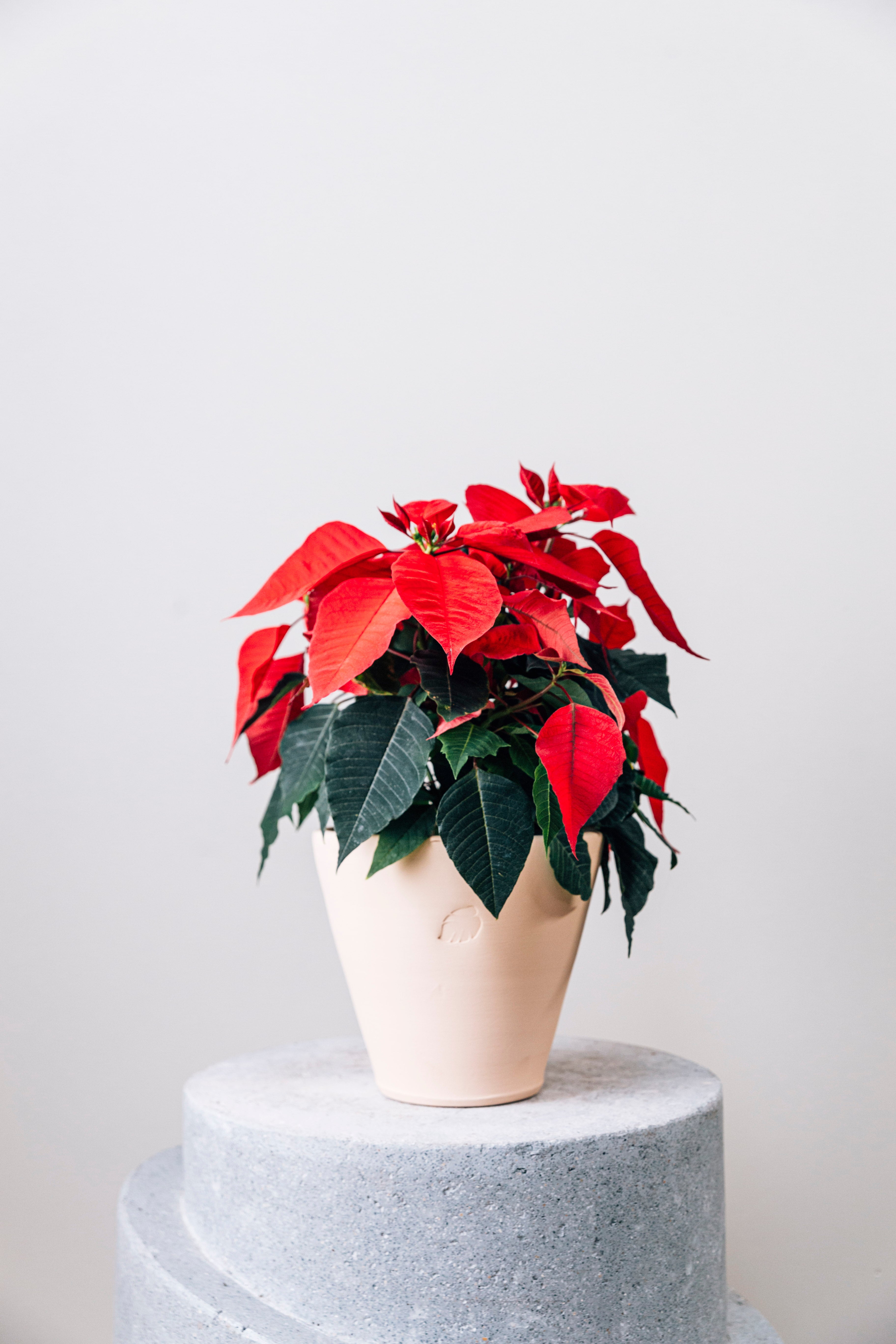 Poinsettia Sahara Çömlek Saksılı