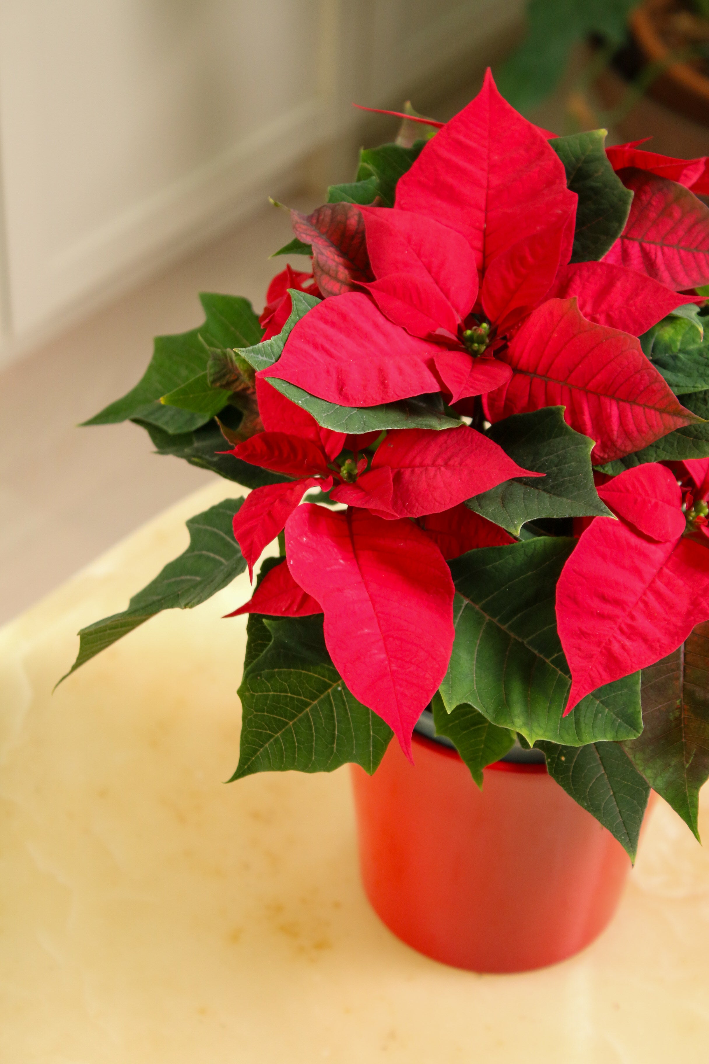 Santa (Poinsettia)