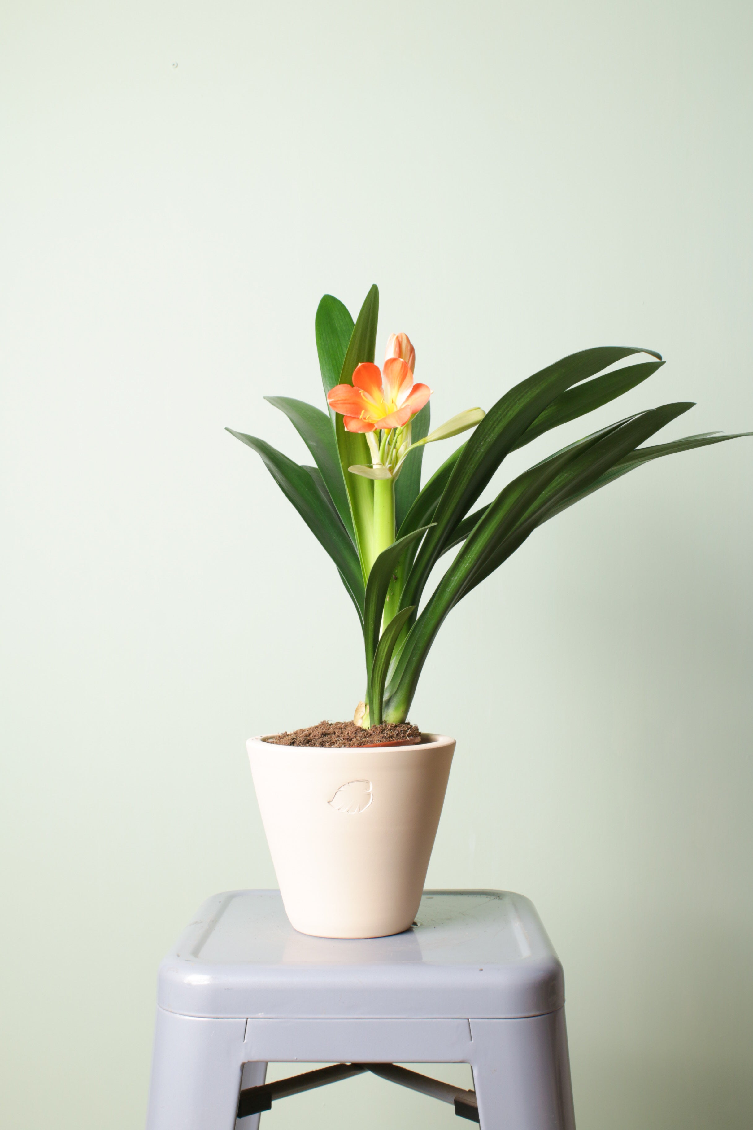 Clivia Sahara Çömlek Saksılı