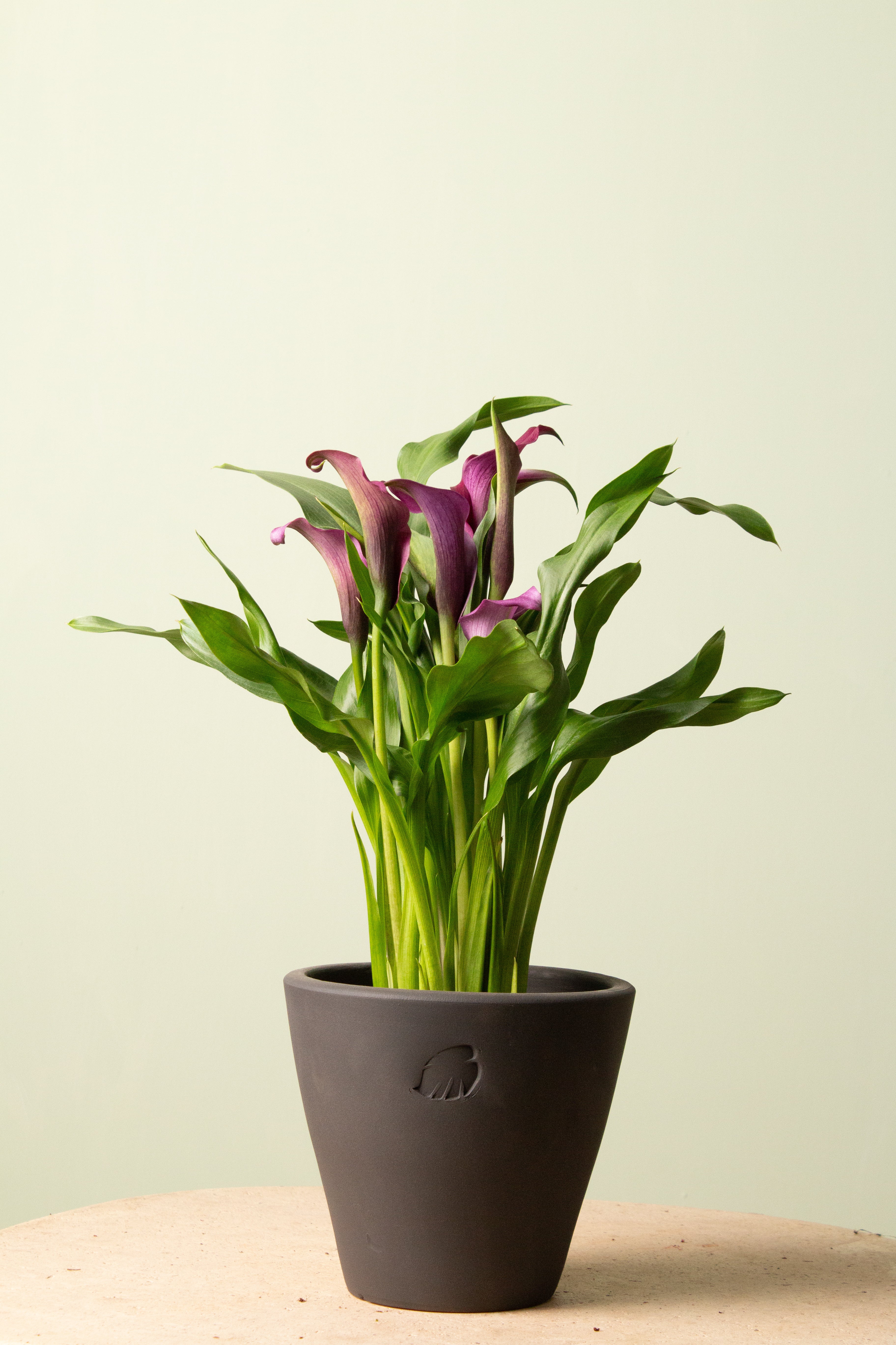 Berry (Mor Çiçekli)