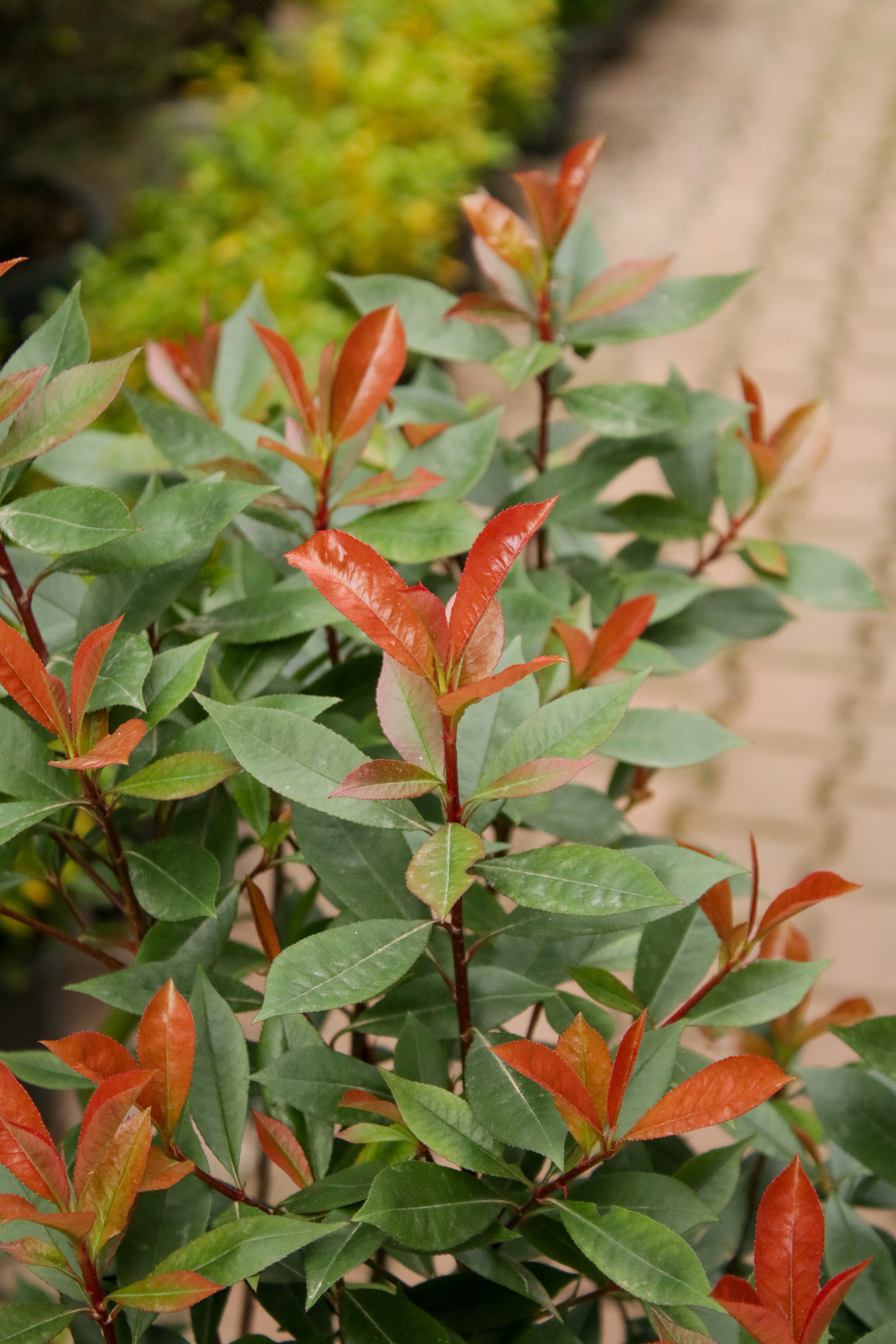 Photonia Carre Rouge (Alev Çalısı)