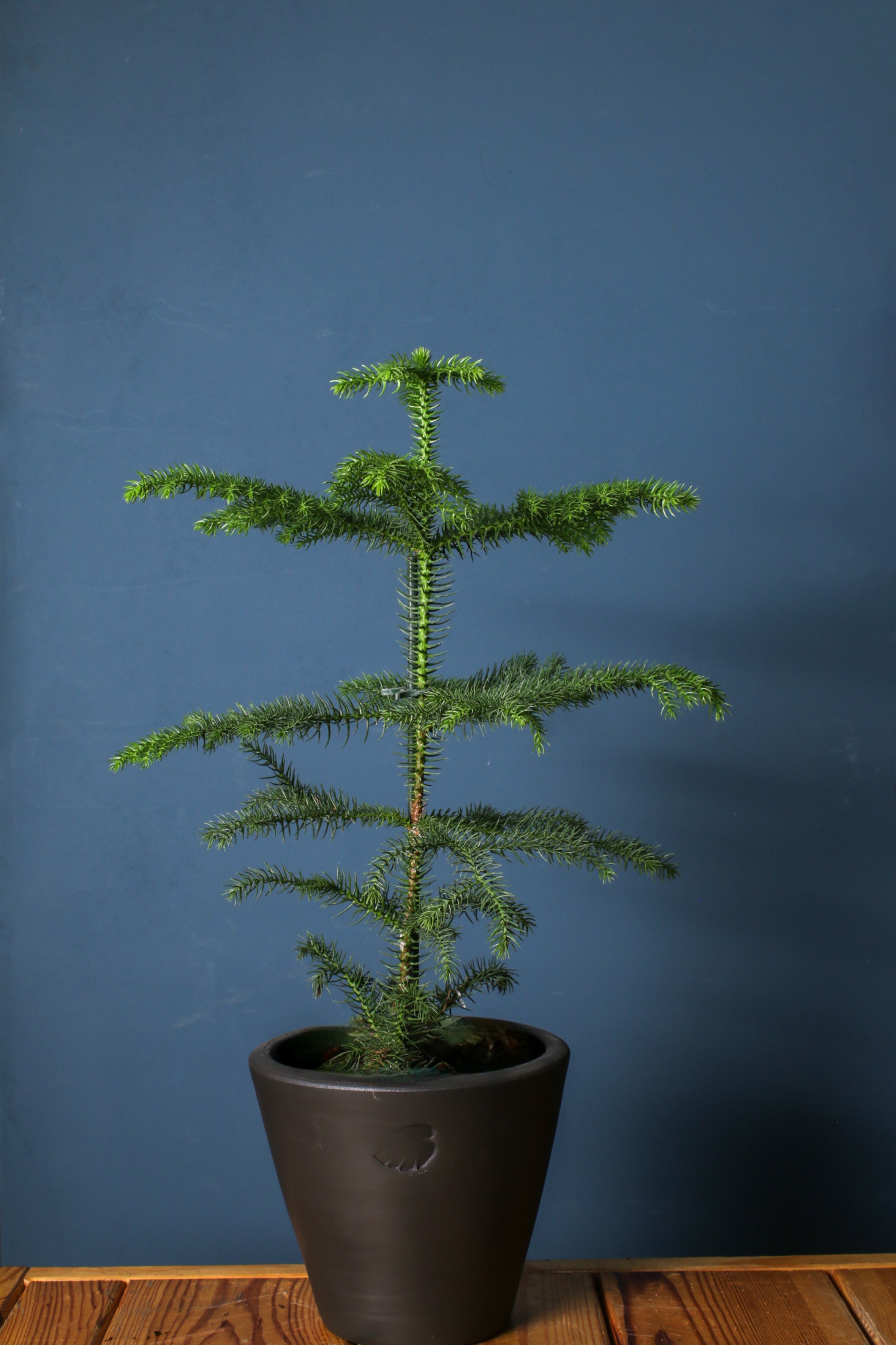 Araucaria Coal Çömlek Saksılı