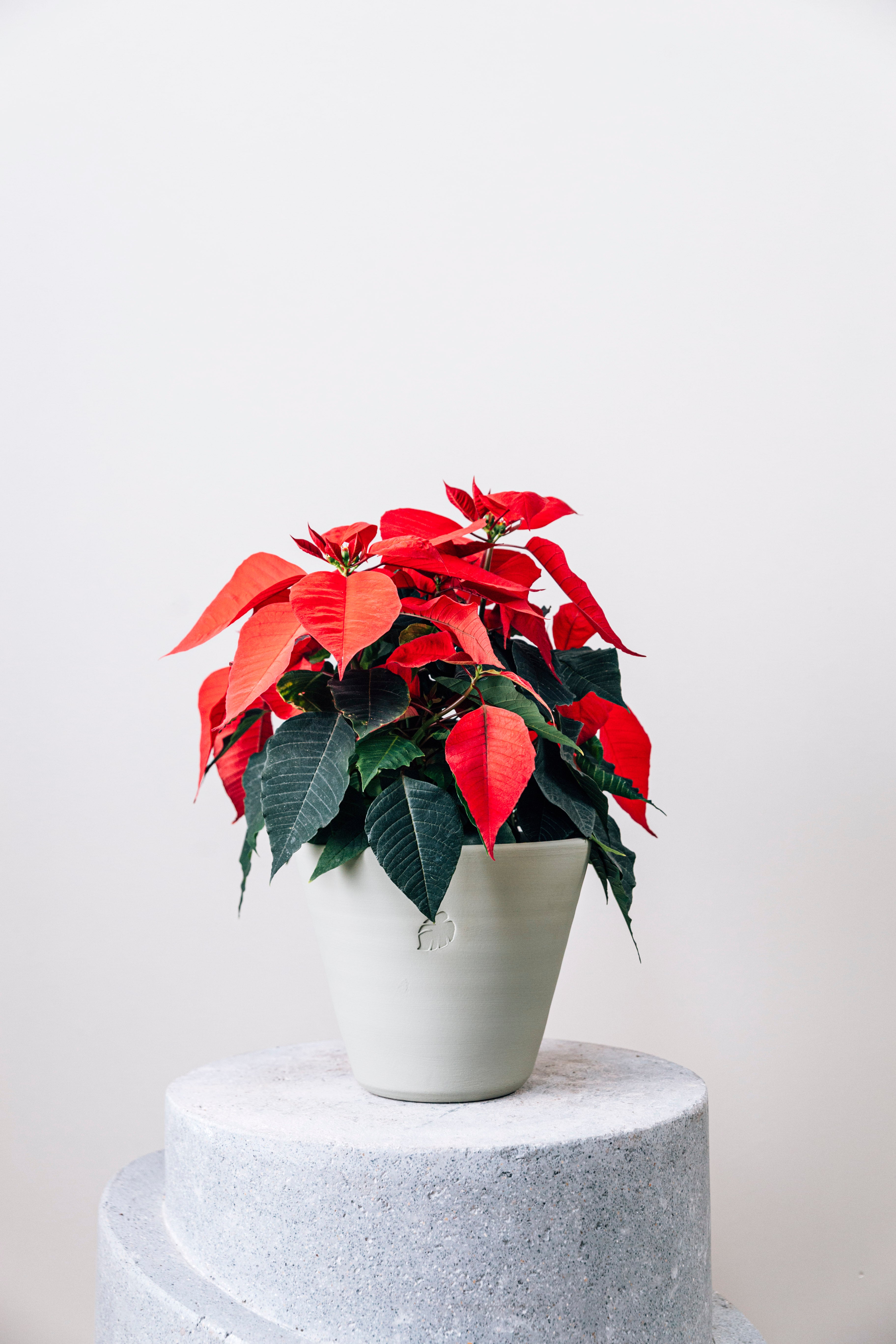 Poinsettia Mint Çömlek Saksılı