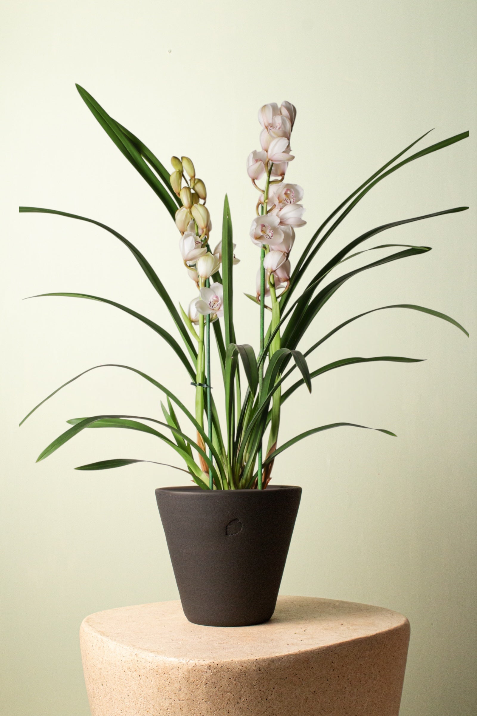 Orchid Blossom Coal Çömlek Saksılı