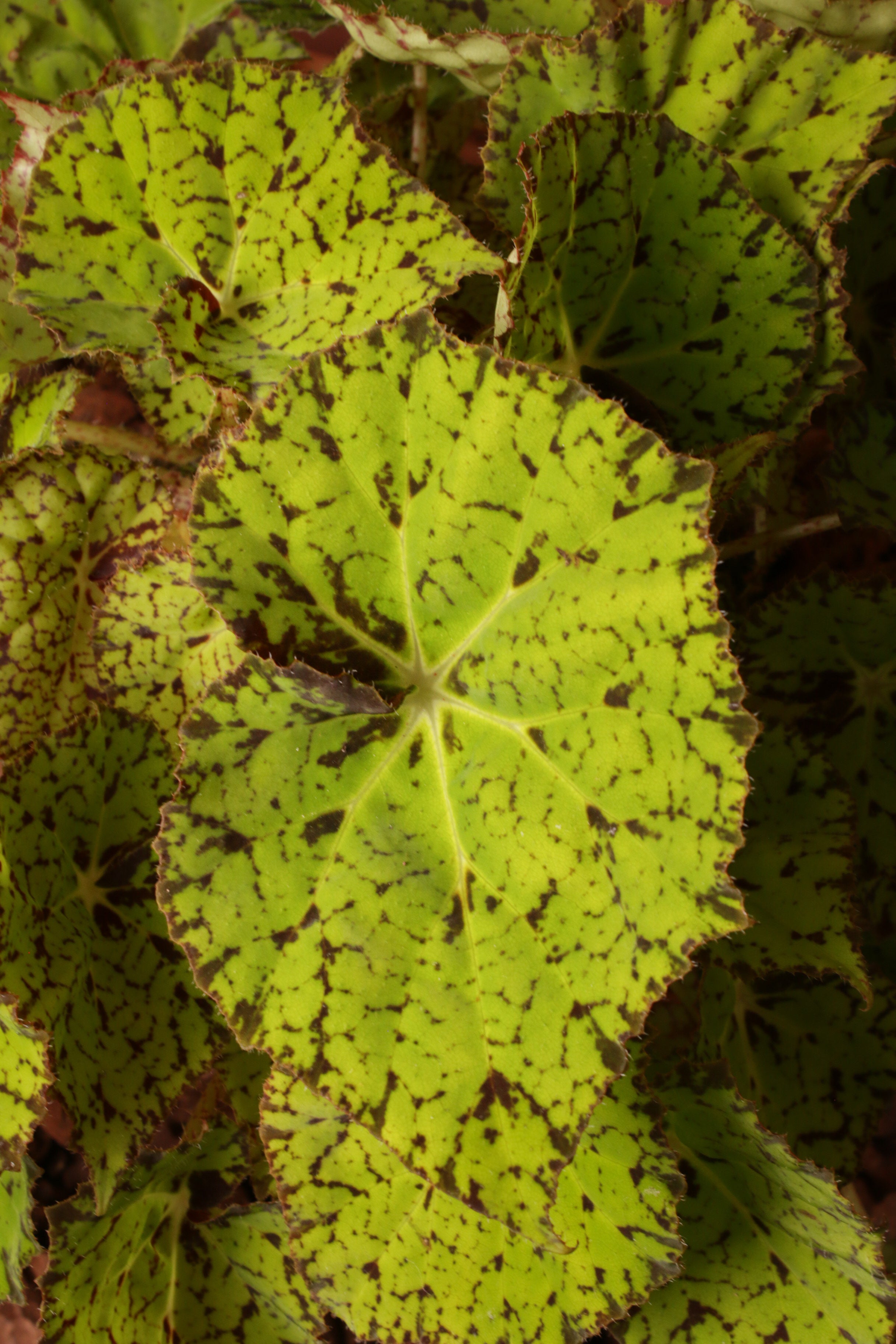 Beleaf