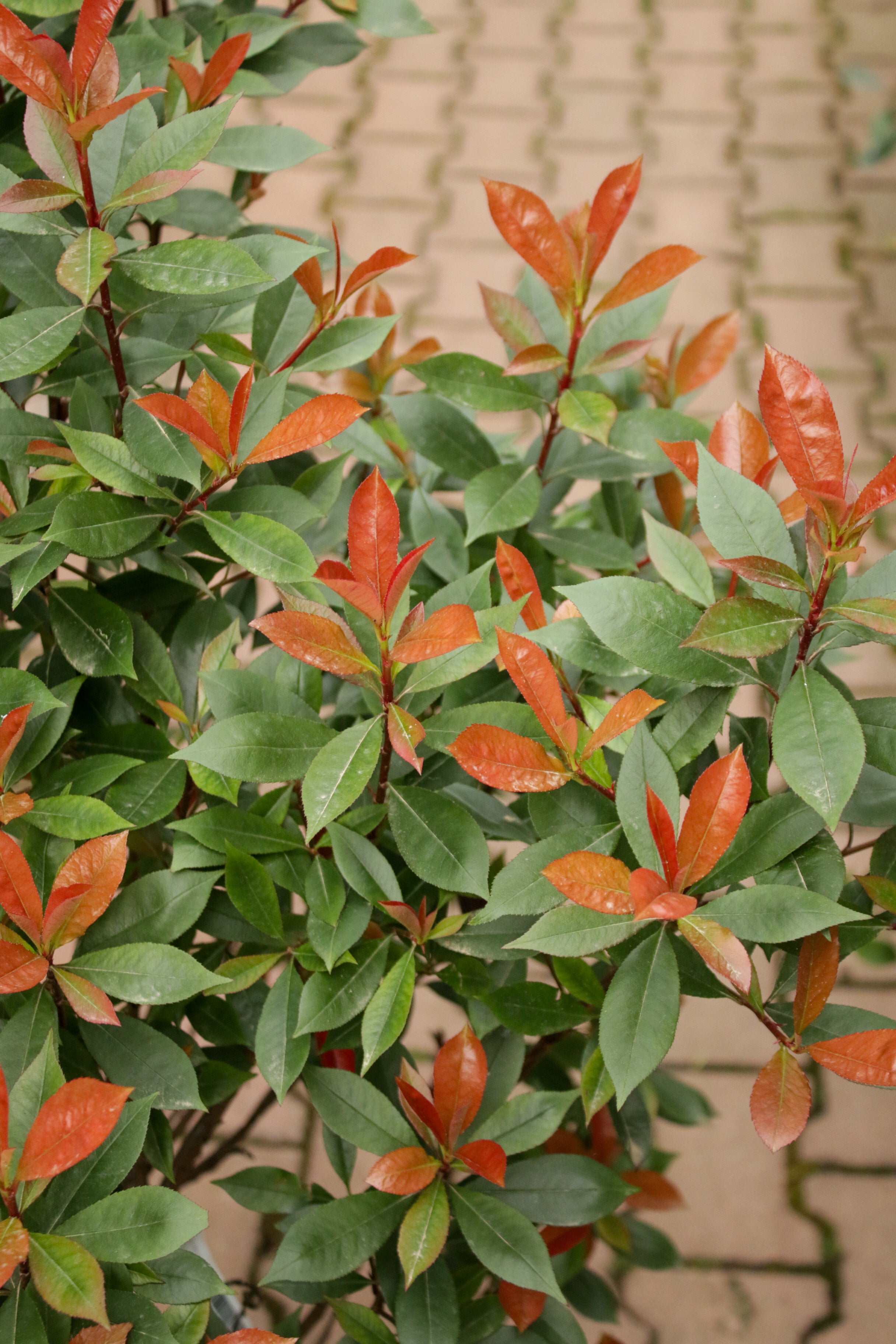 Photonia Carre Rouge (Alev Çalısı)