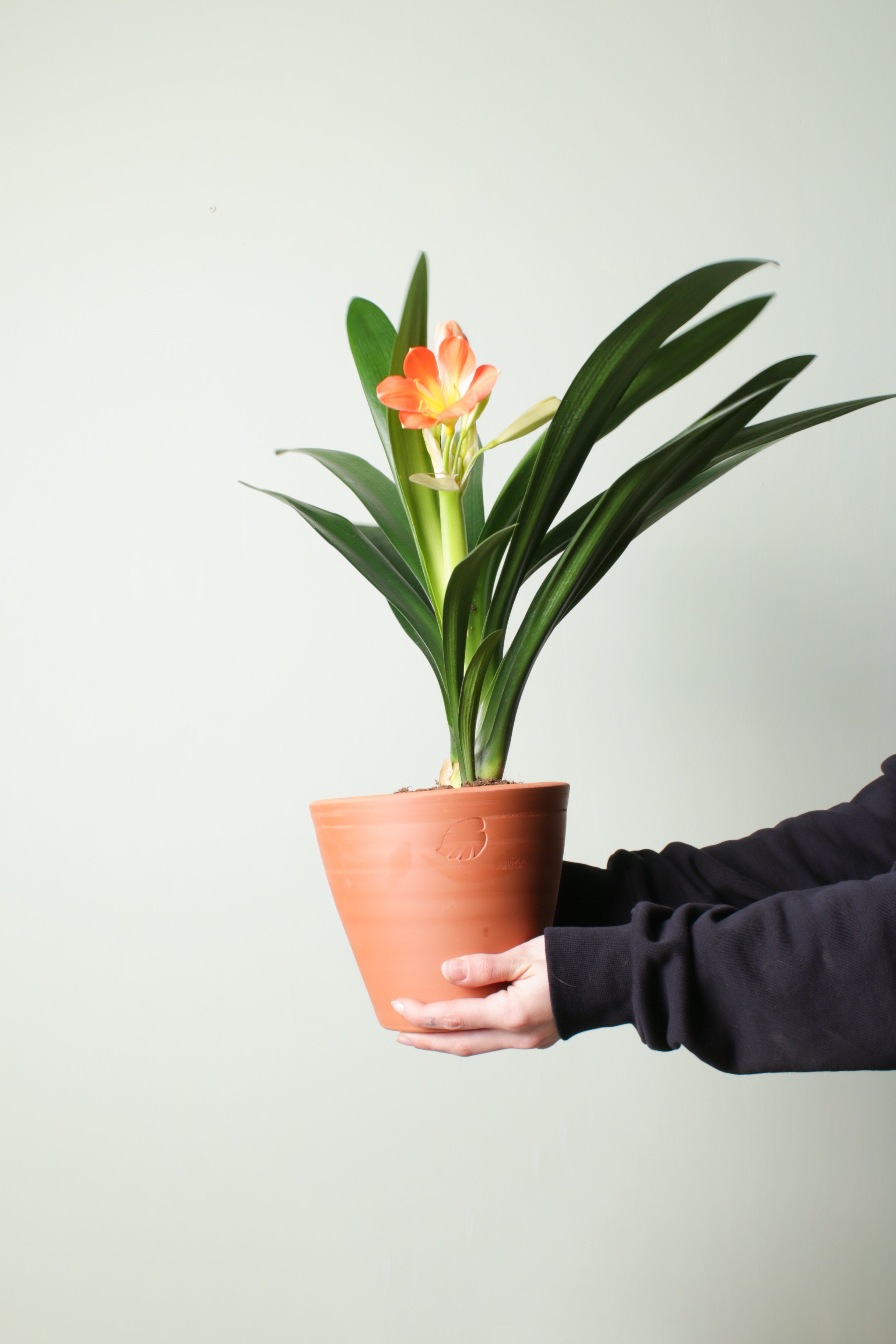 Clivia Clay Çömlek Saksılı