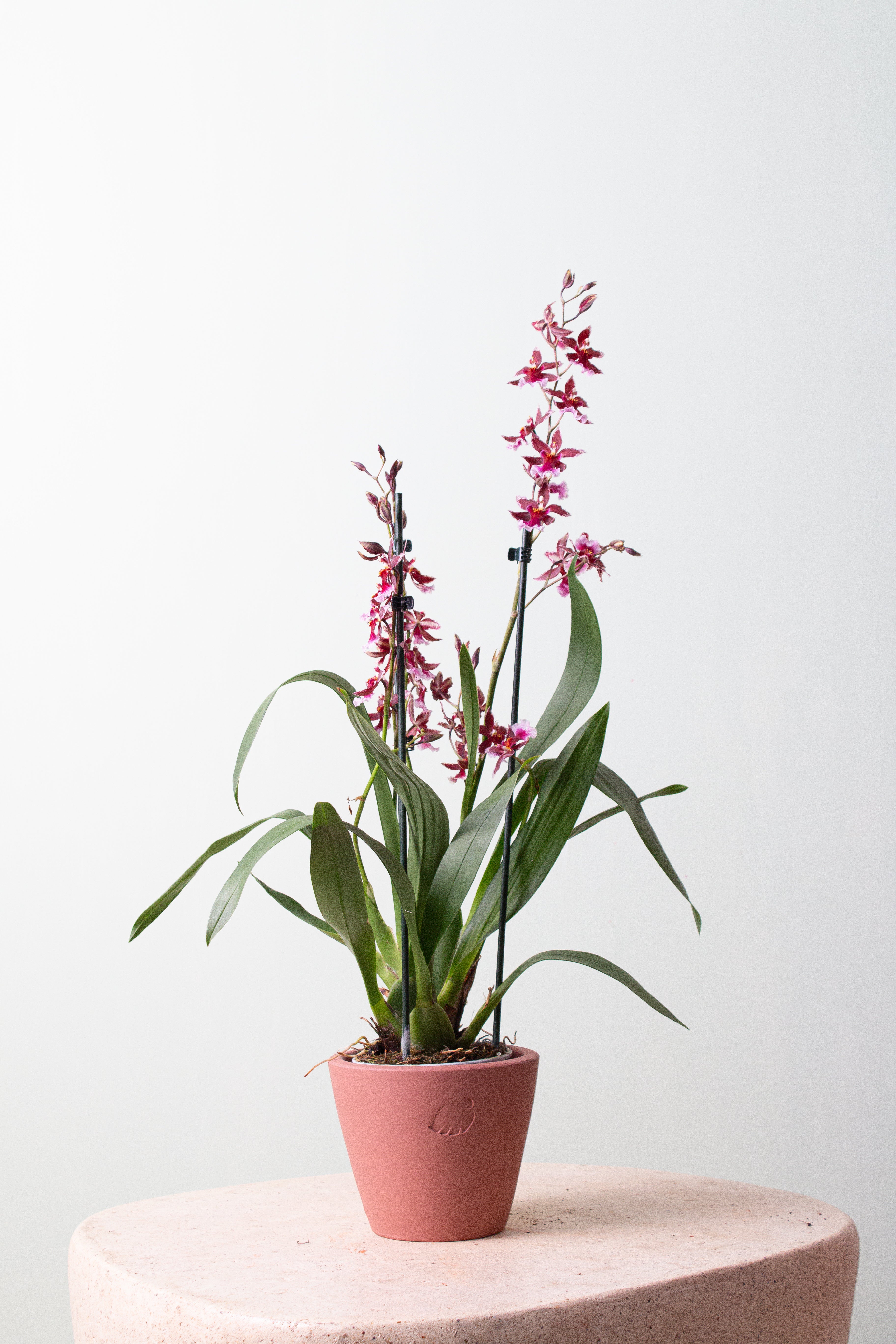 Vivienne Sunset Çömlek Saksılı