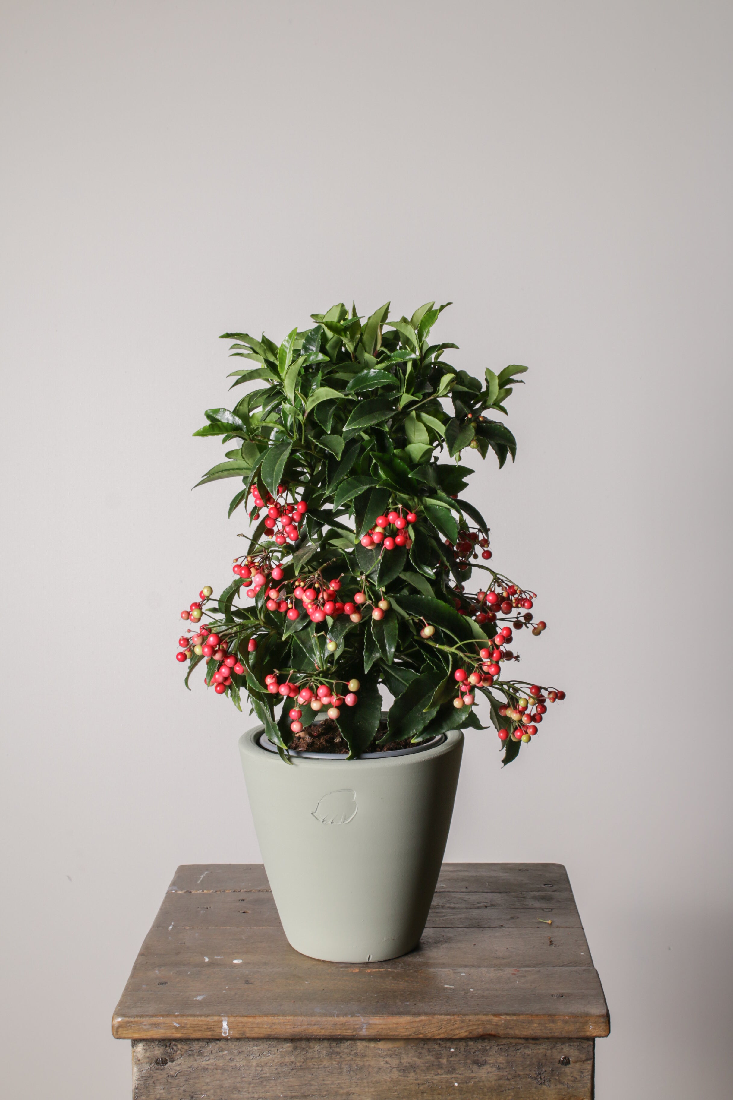 Ardisia Mint Çömlek Saksılı