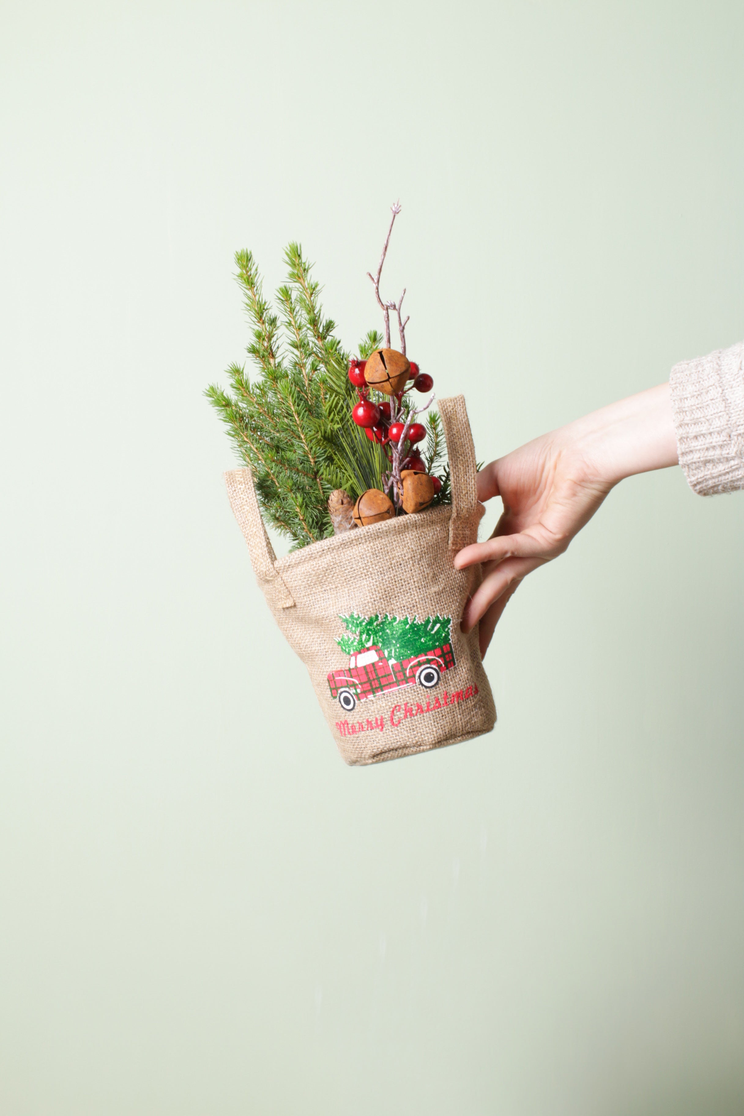 Christmas Pine (Picea)