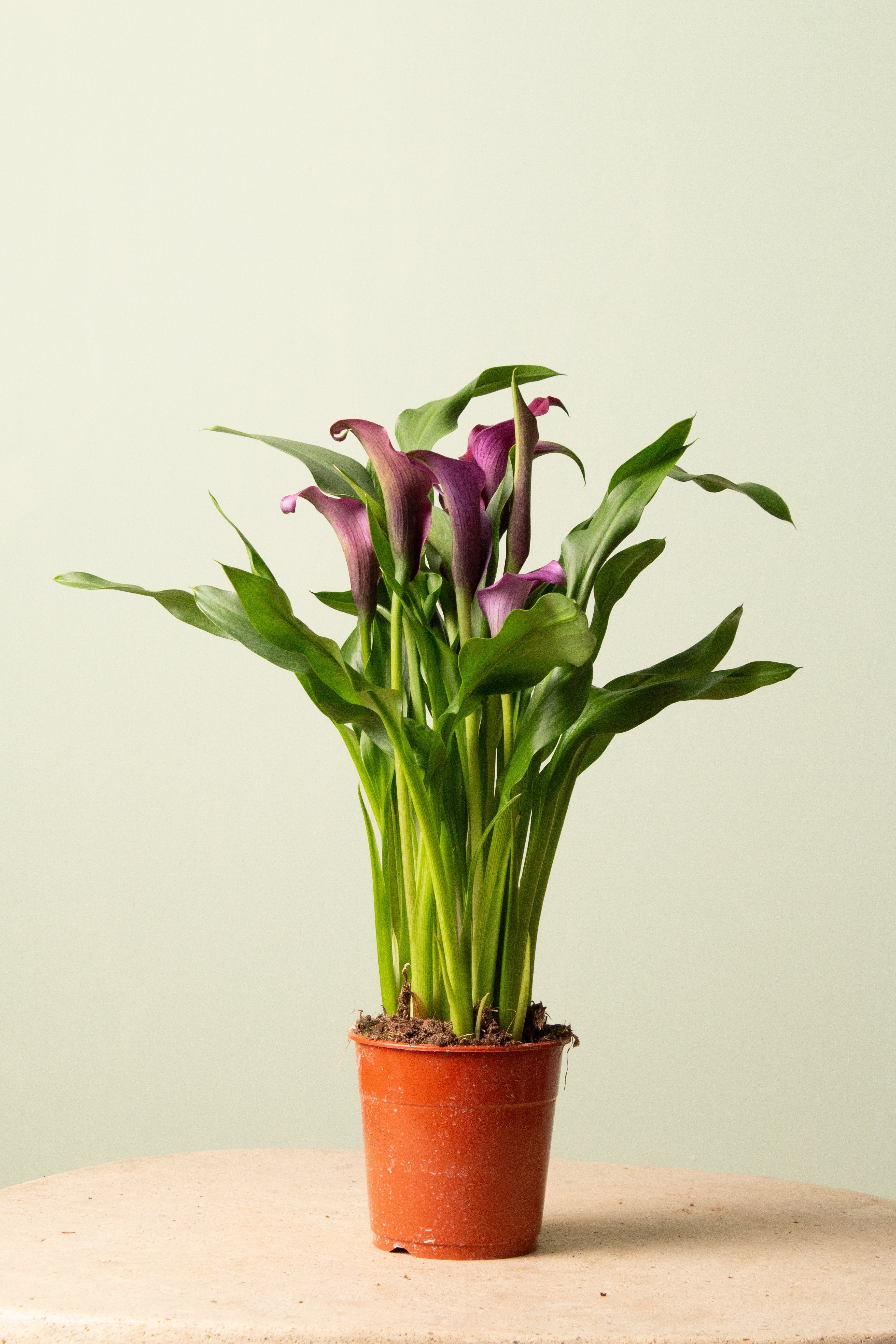 Berry (Mor Çiçekli)