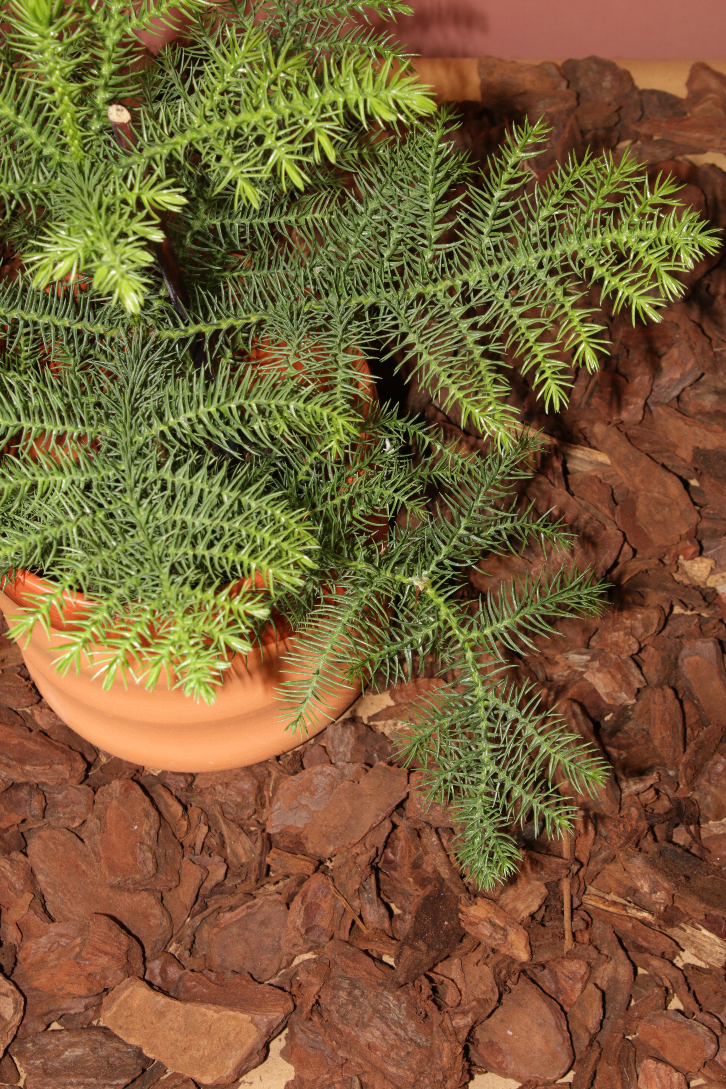 Araucaria (Salon Çamı)