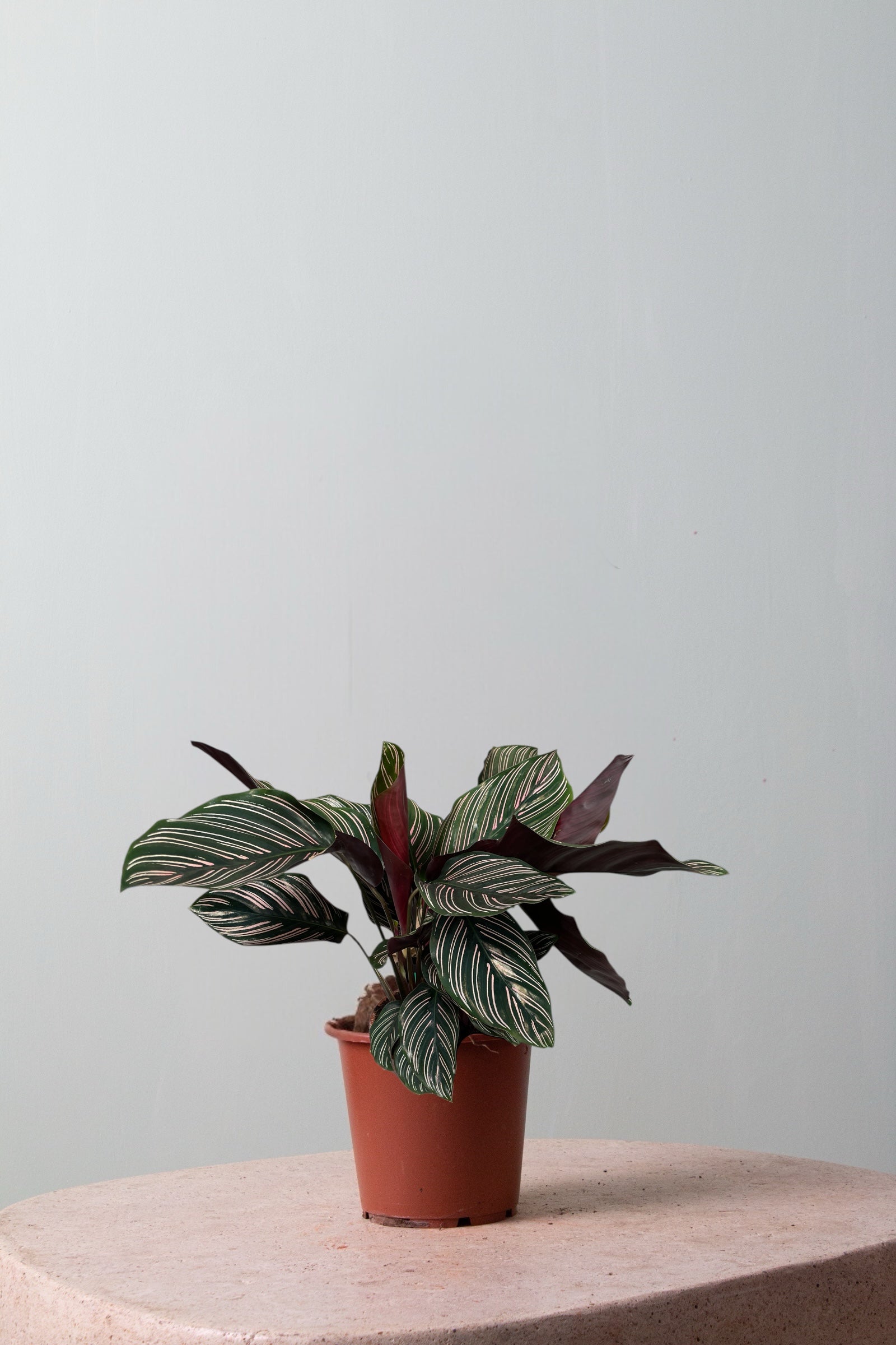 Ornata Jr.