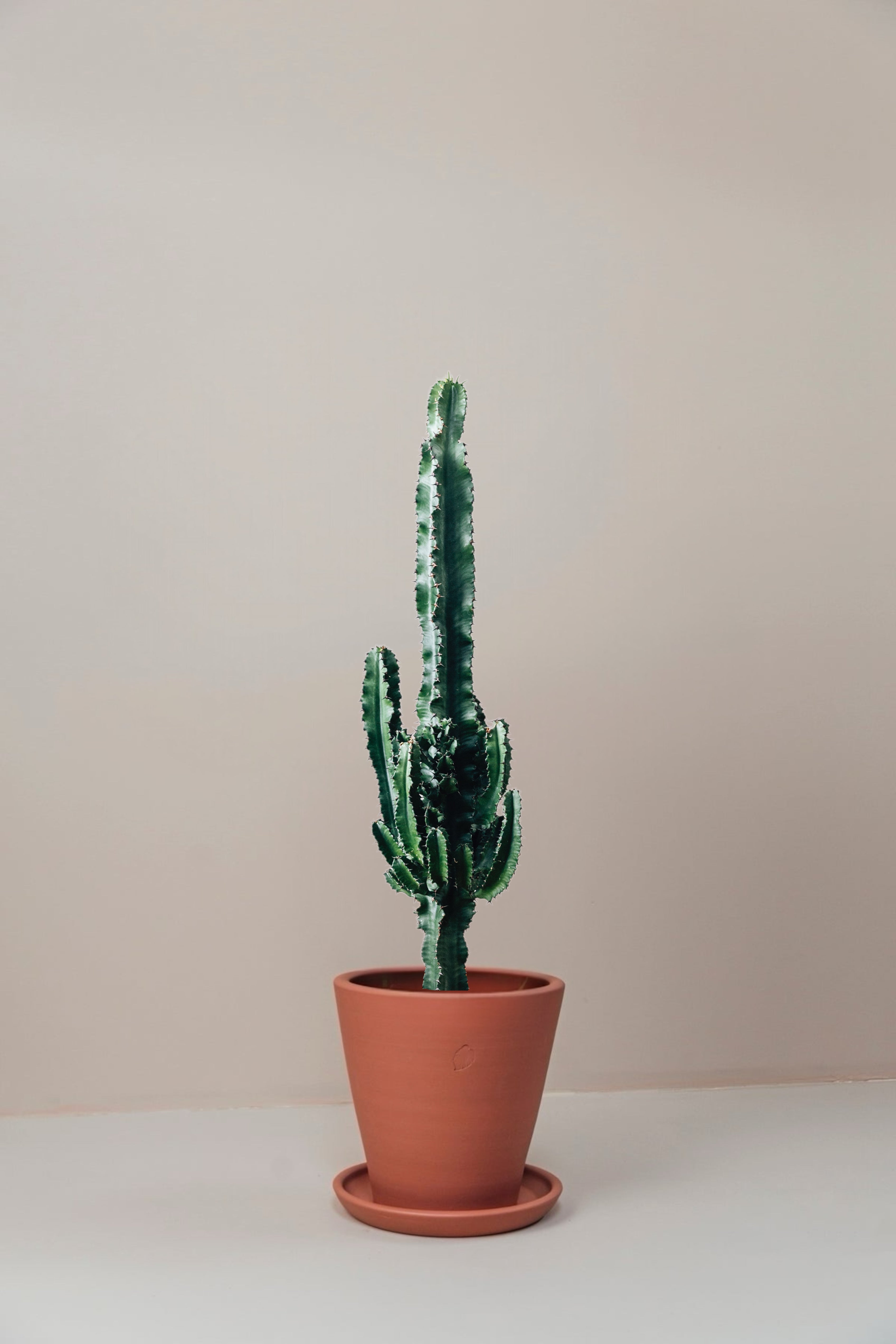 Carlos