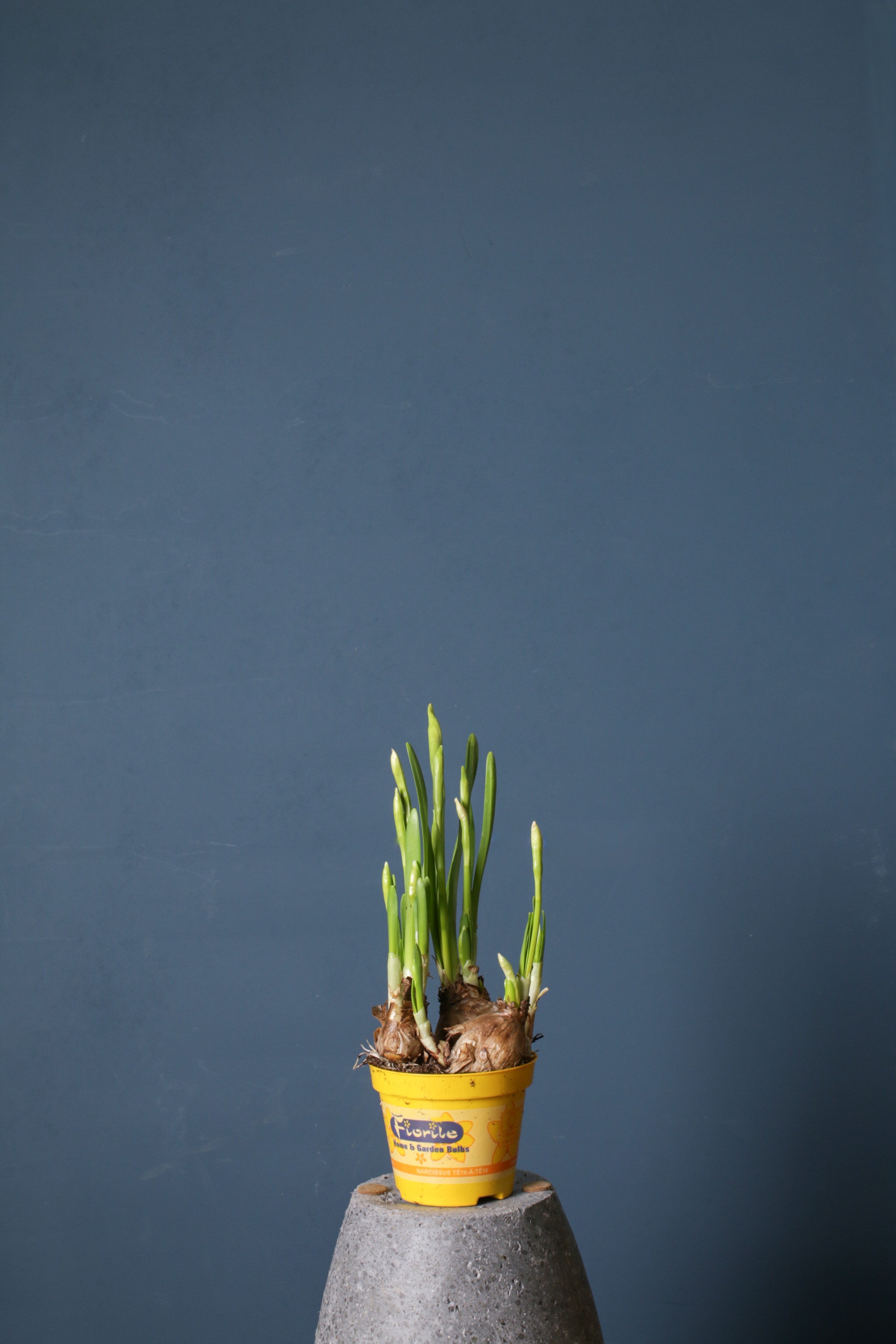 Daffodil