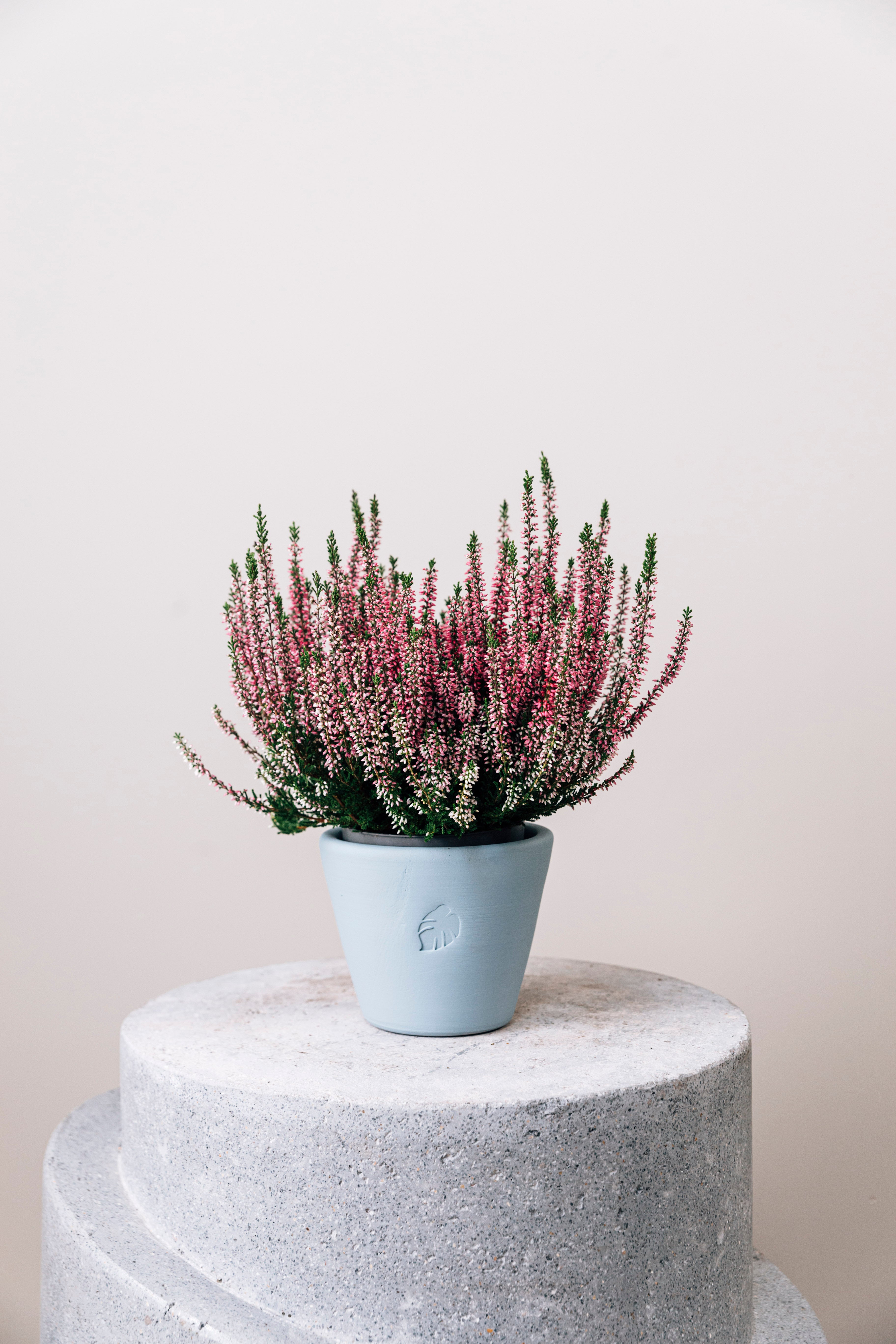 Calluna Sky Çömlek Saksılı