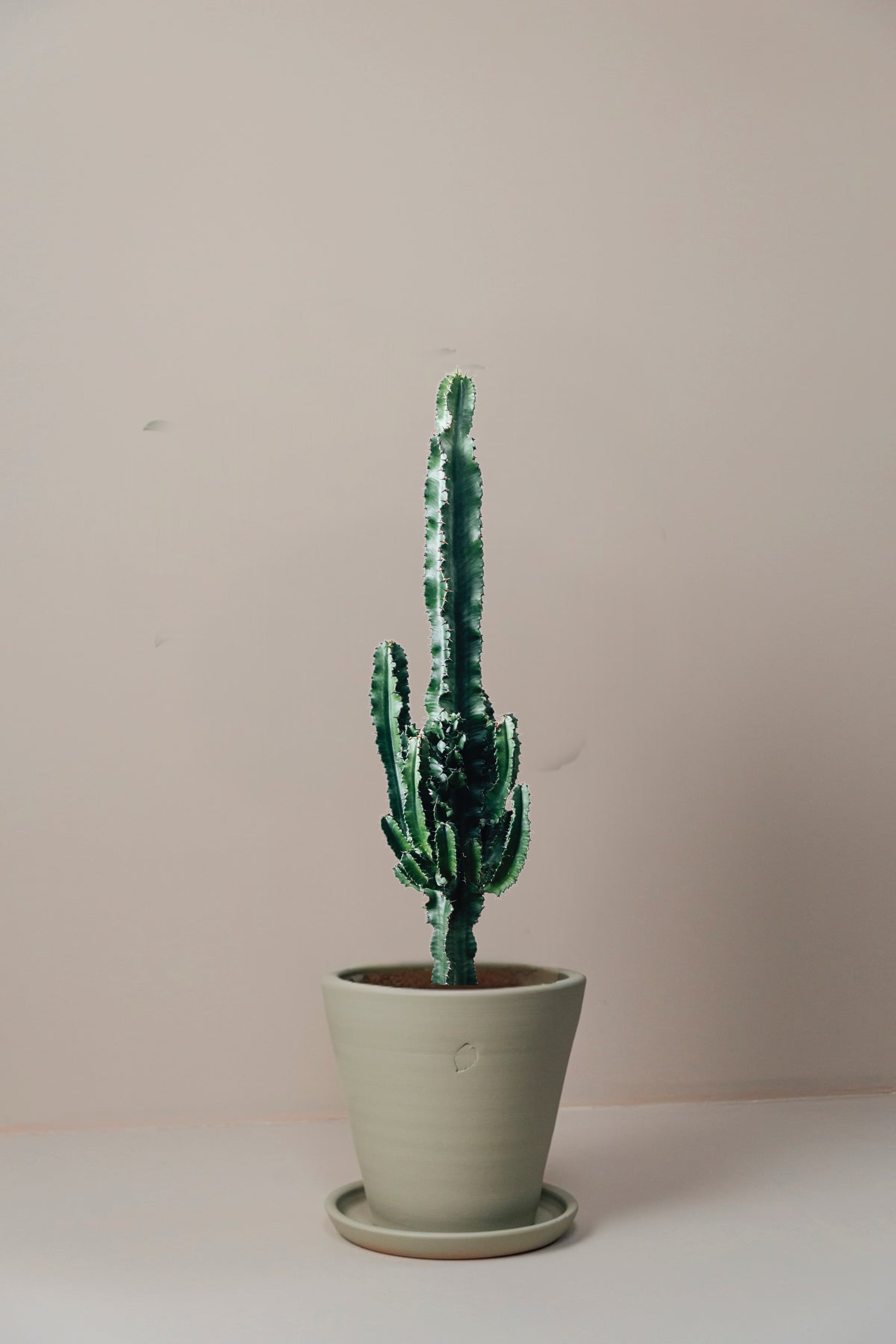 Carlos