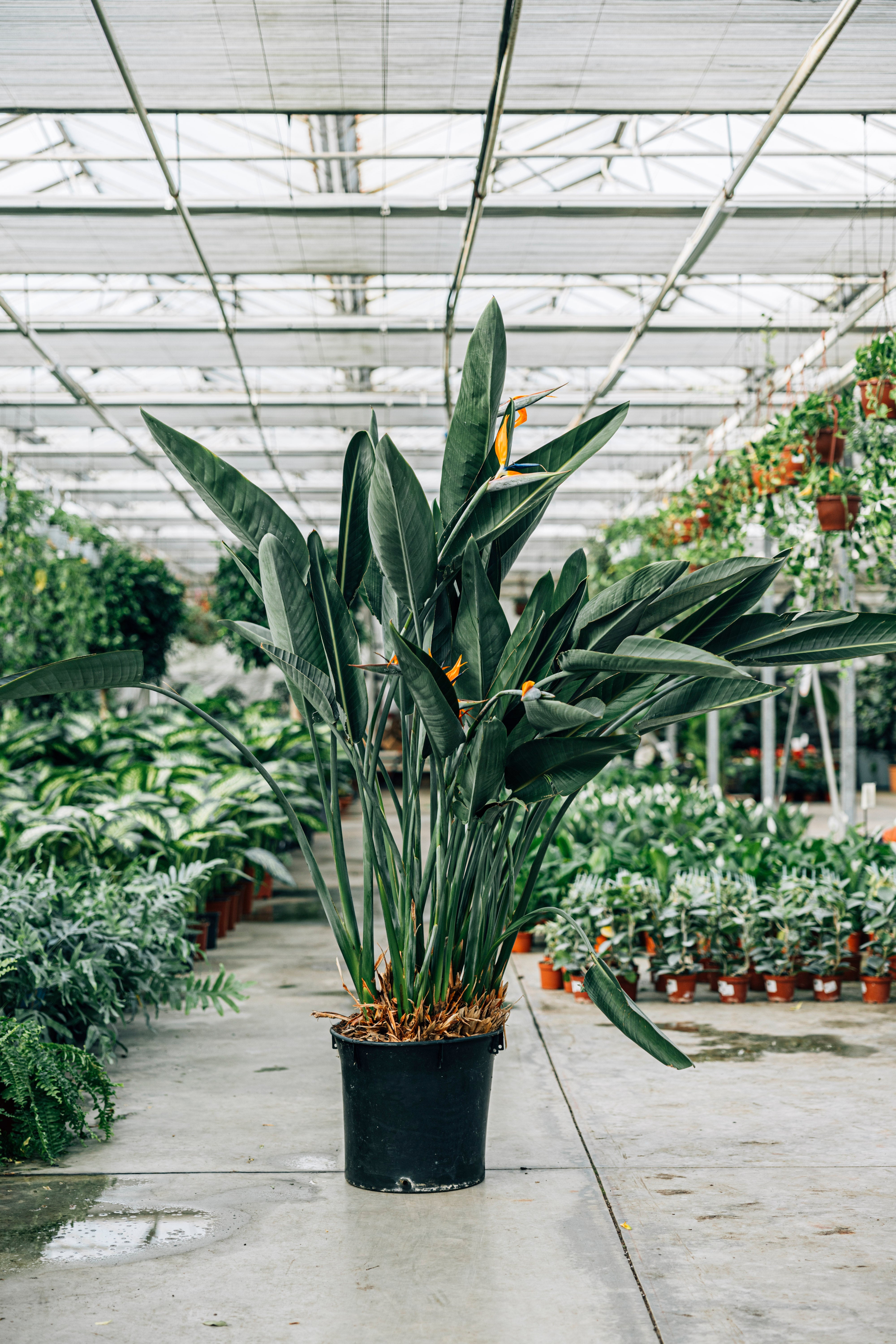 Regina XL (Strelitzia Reginae)