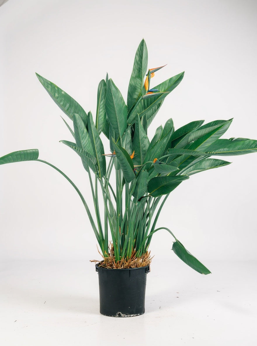 Regina XL (Strelitzia Reginae)