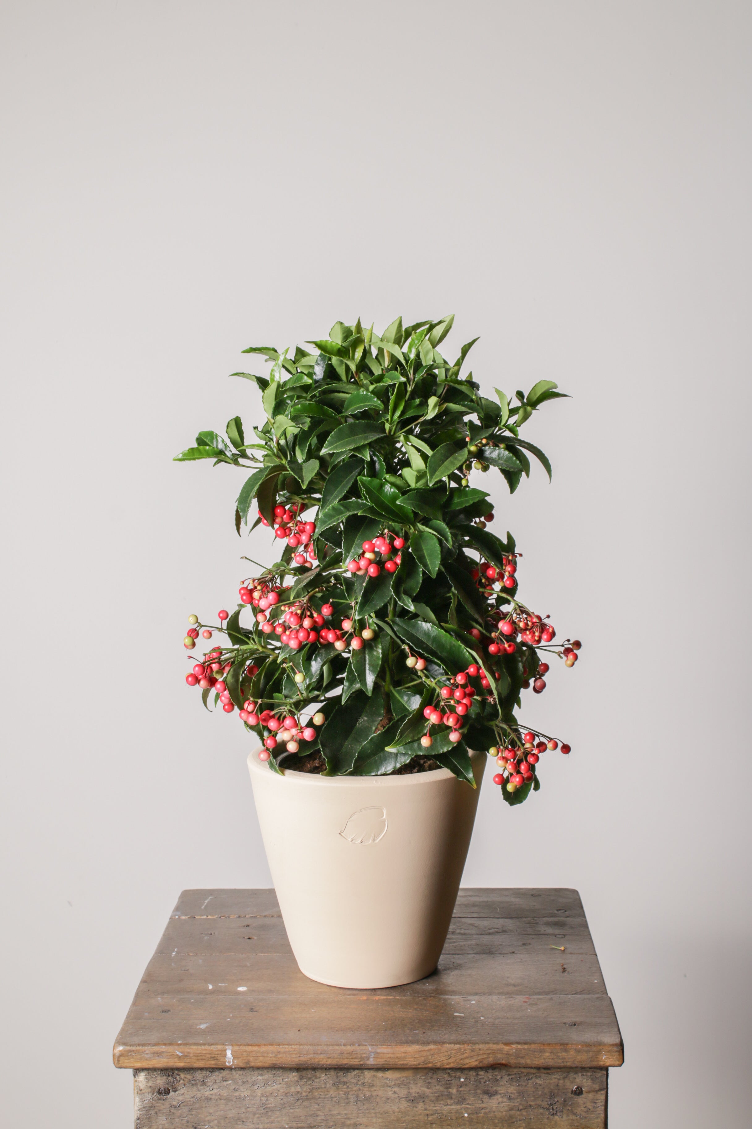 Ardisia Sahara Çömlek Saksılı