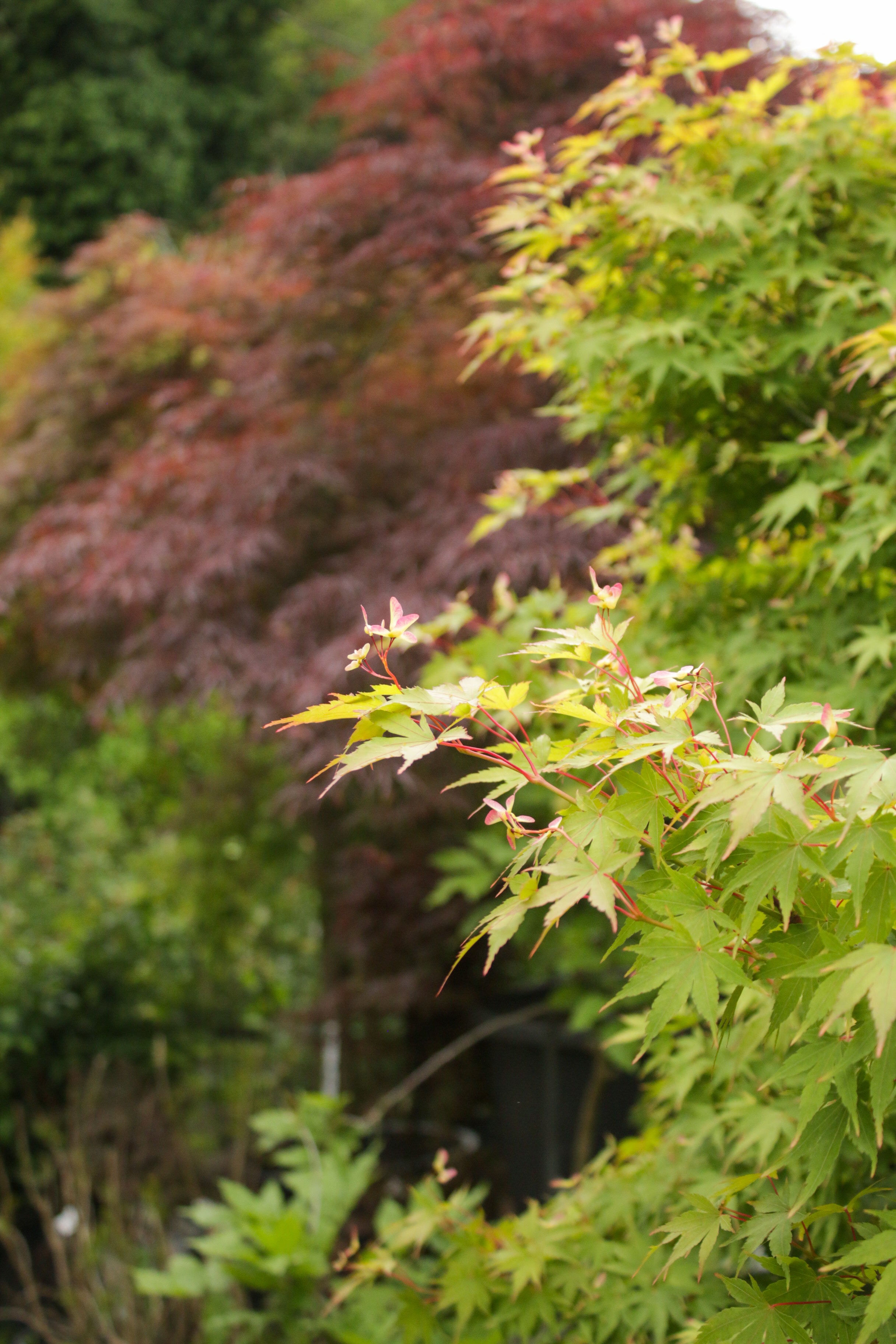 Acer Palmatum (Japon Akçaağacı)