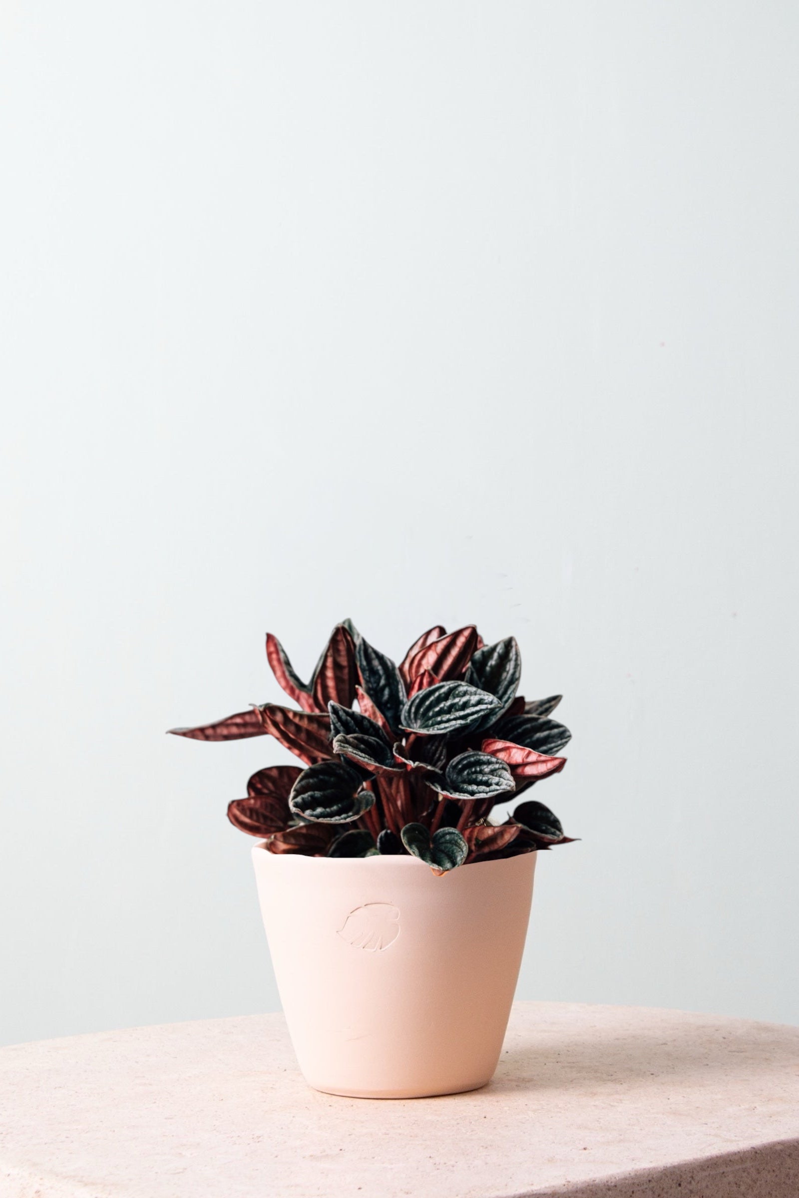 Abricot Sahara Çömlek Saksılı