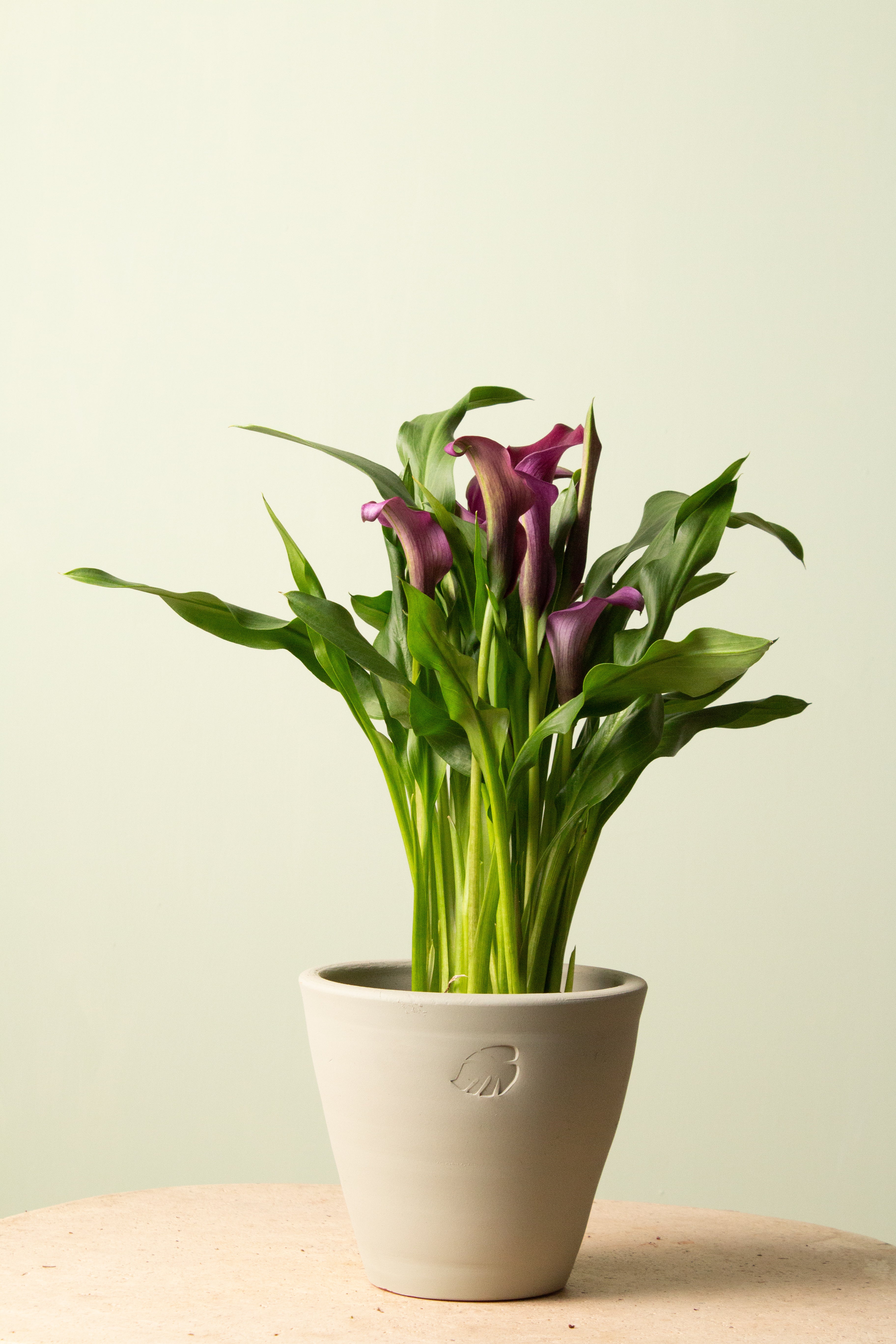 Berry Mint Çömlek Saksılı (Mor Çiçekli)