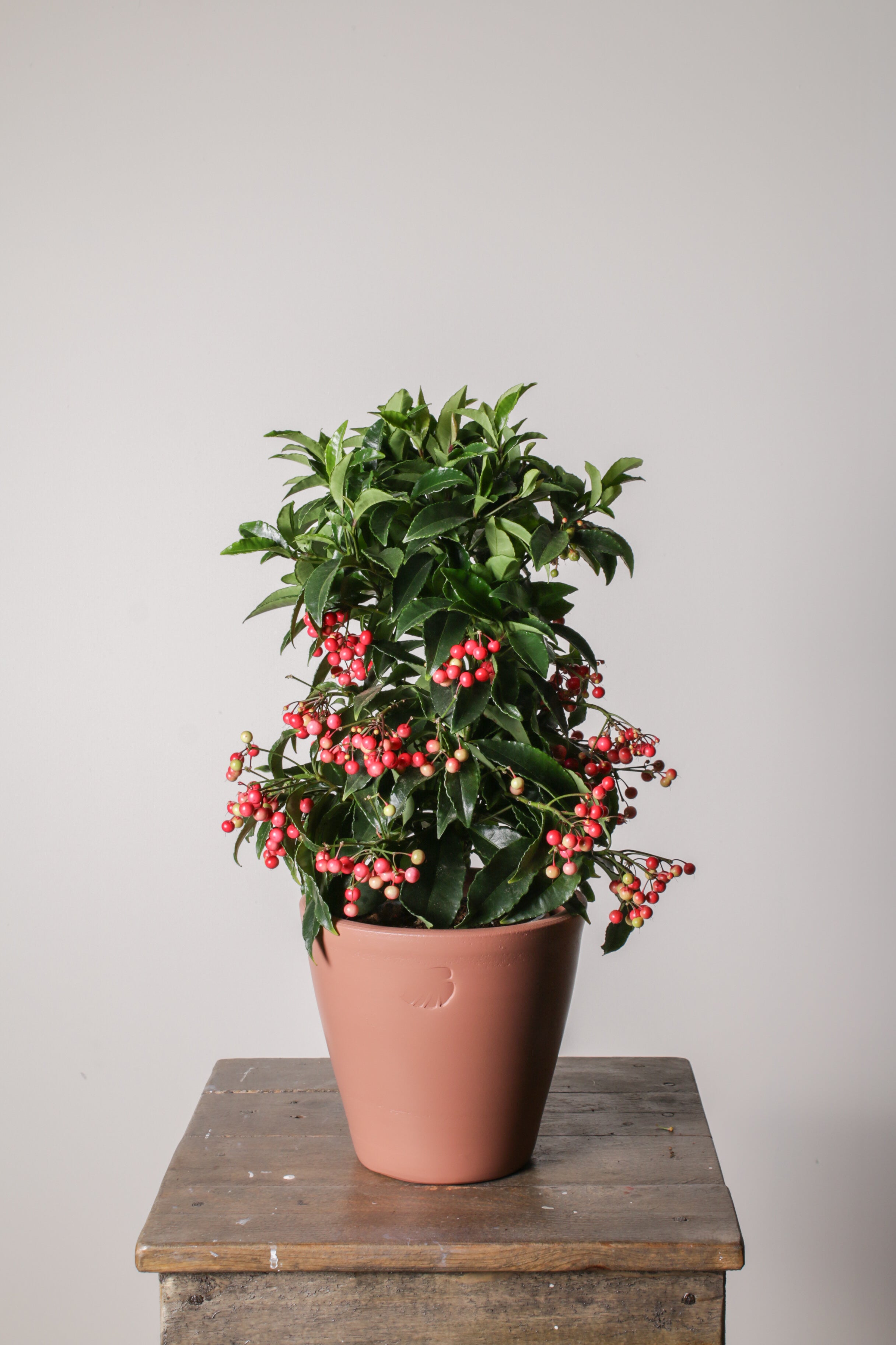 Ardisia Sunset Çömlek Saksılı