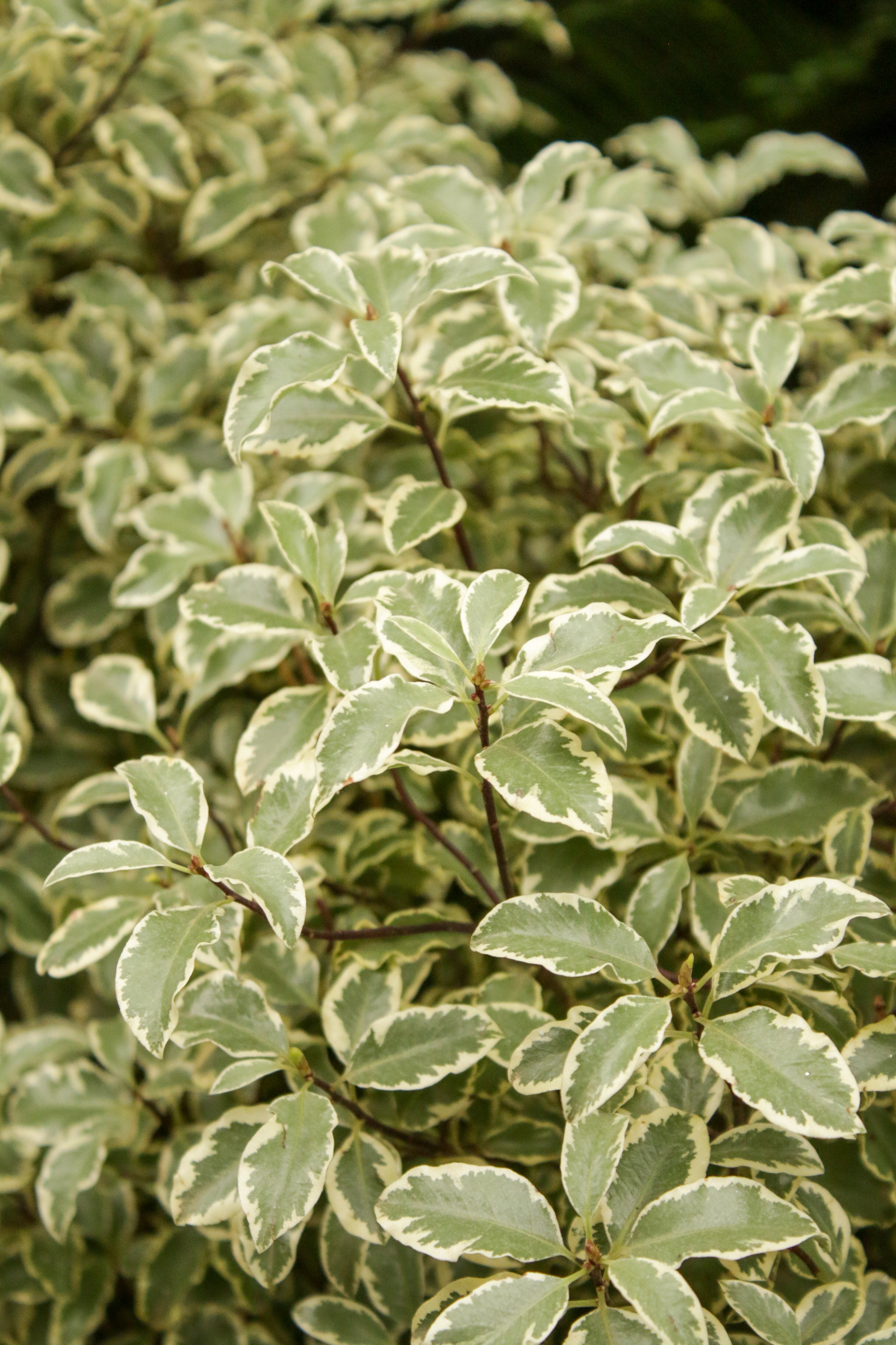 Pittosporum Tenuifolium
