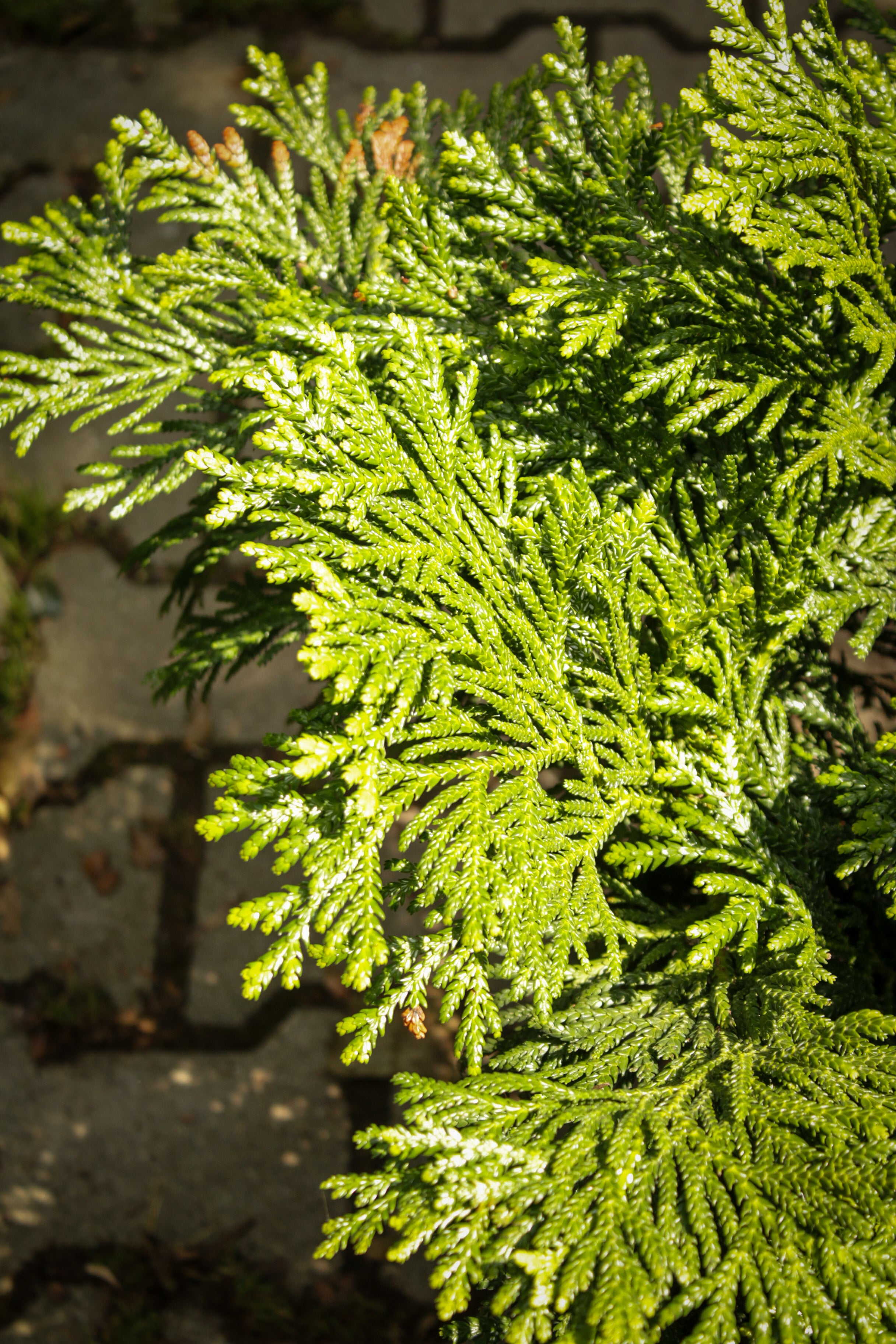 Thujopsis Dolabrata (Yalancı Mazı)