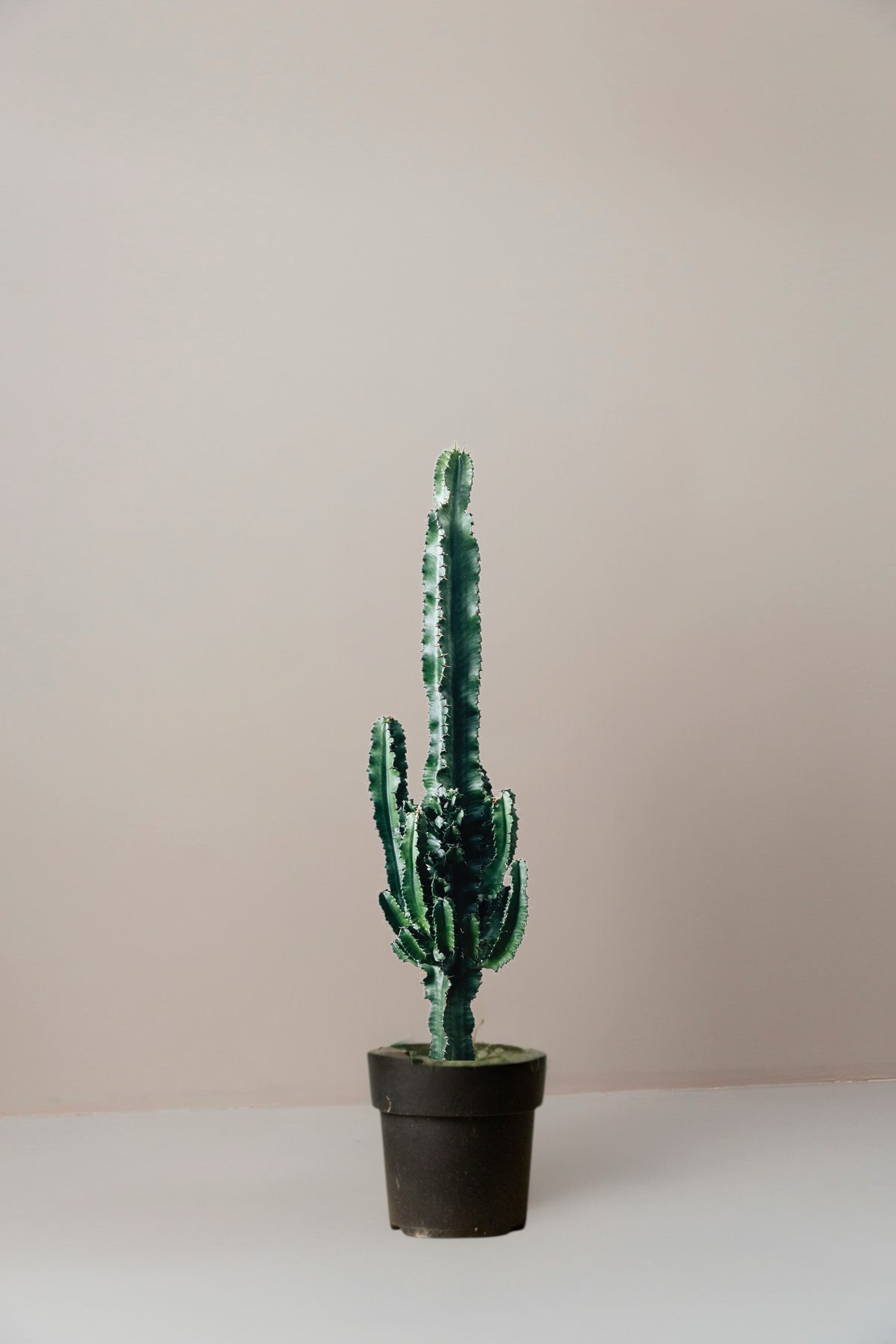 Carlos