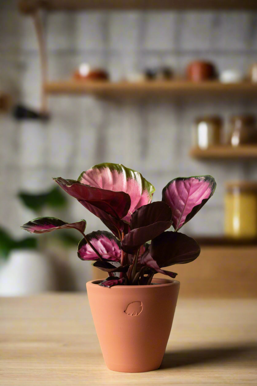 Rosy Jr