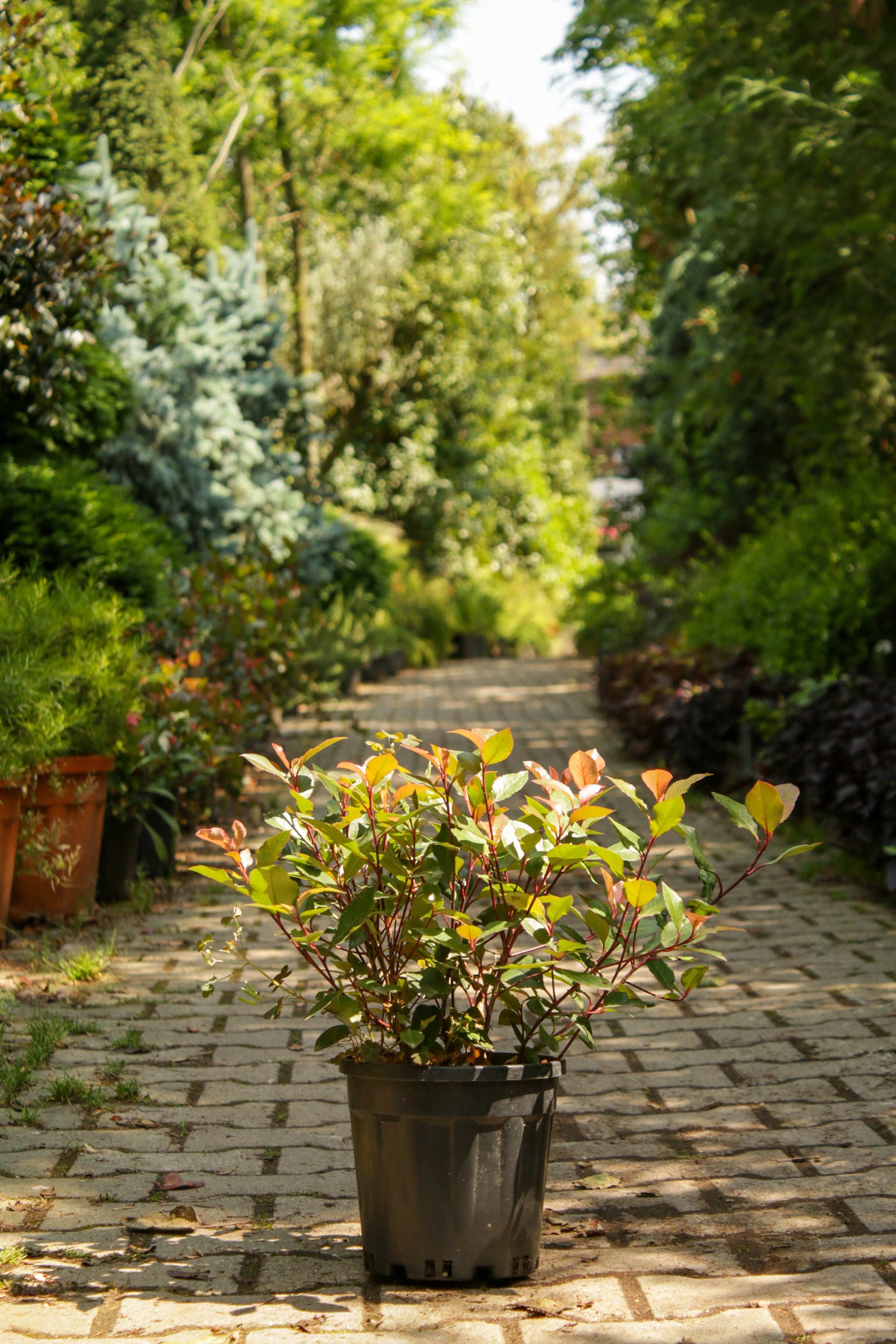 Photonia (Alev Çalısı)