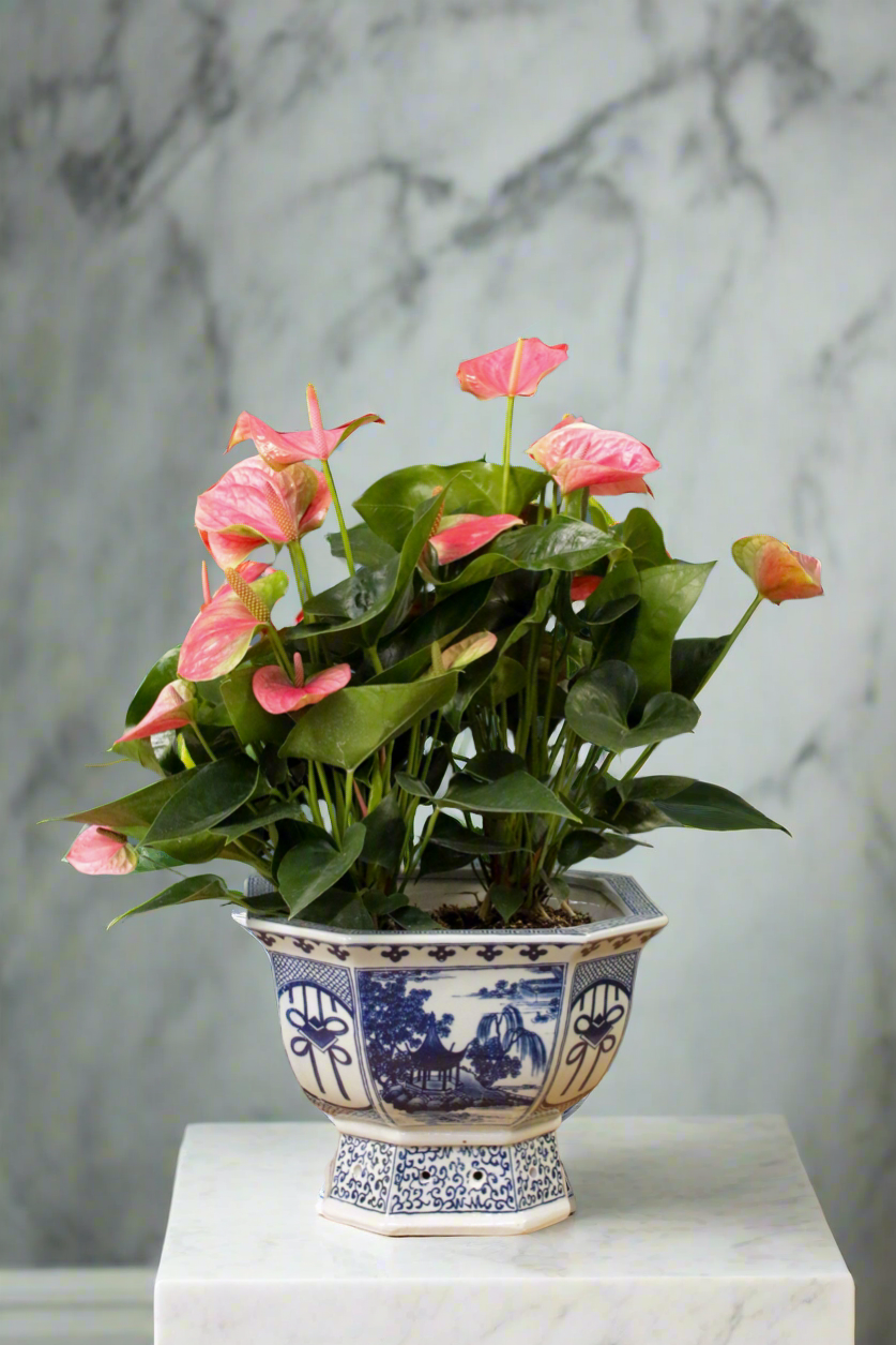 Bubblegum XL Bleu Blanc Saksılı