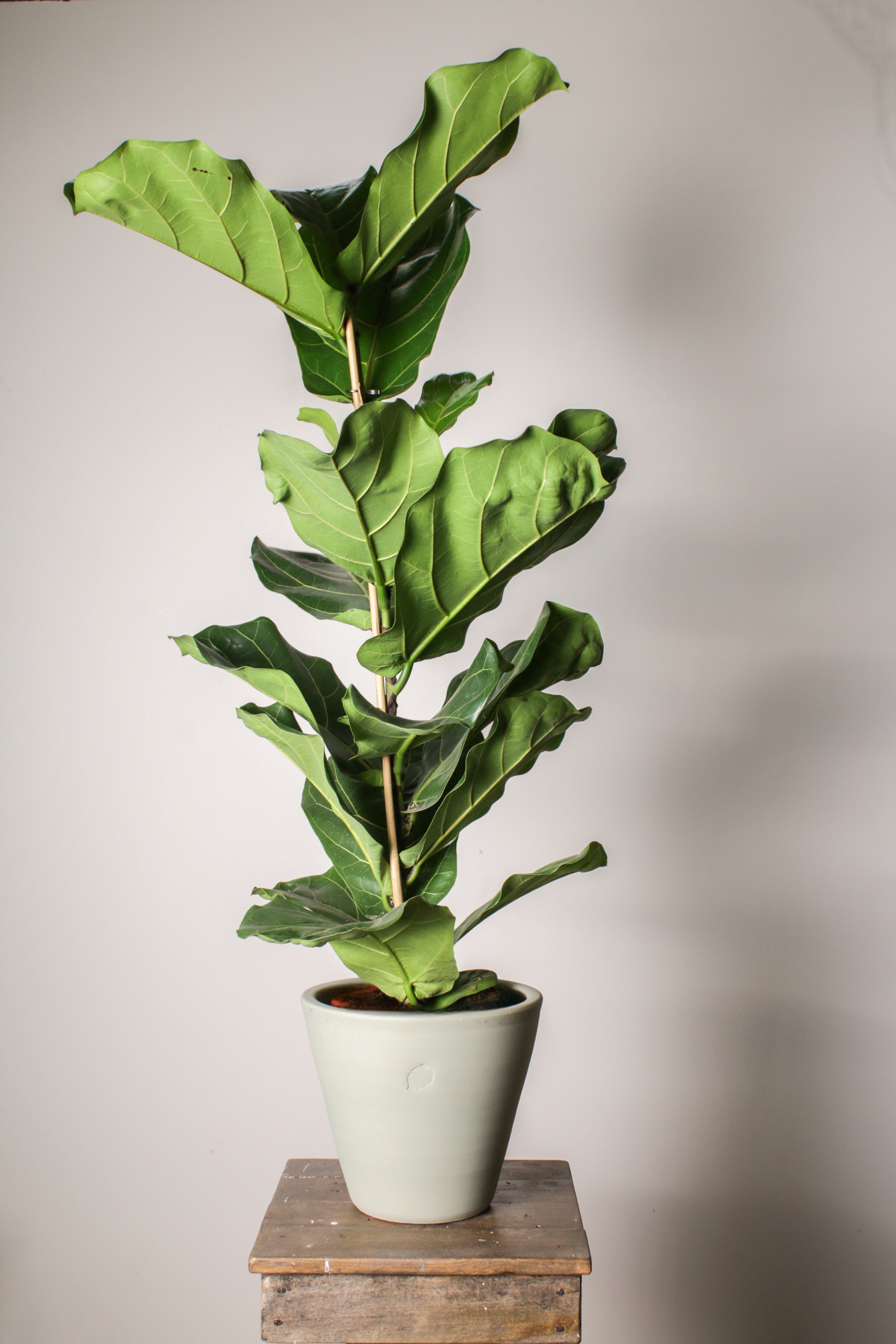 Fiko L Mint Çömlek Saksılı