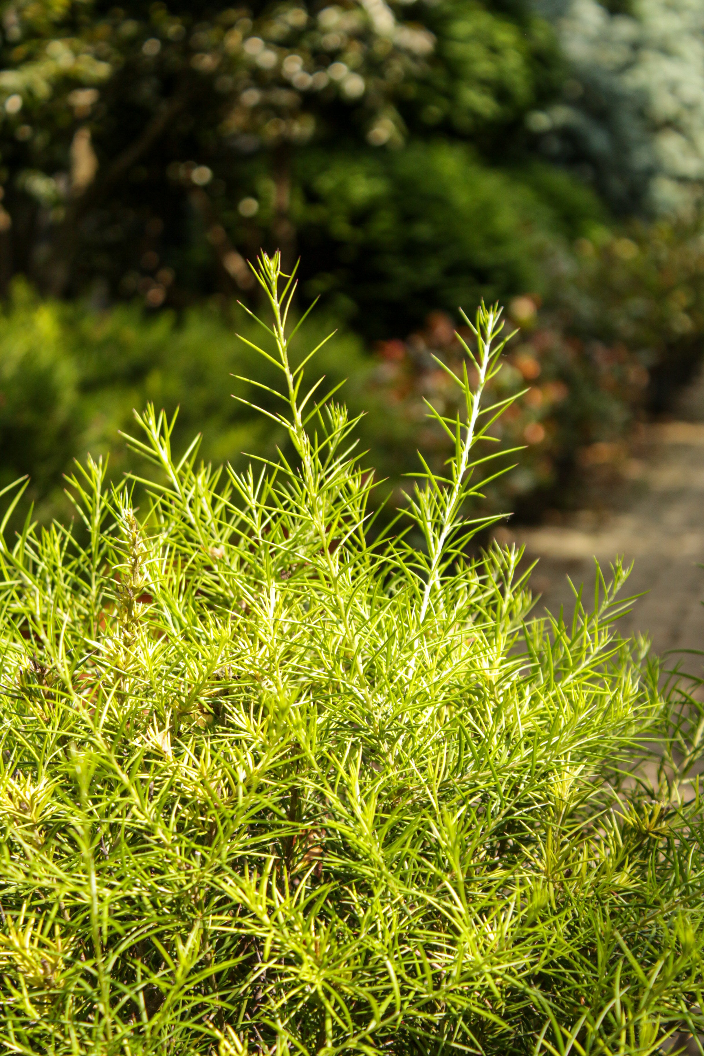 Grevillea Juniperina