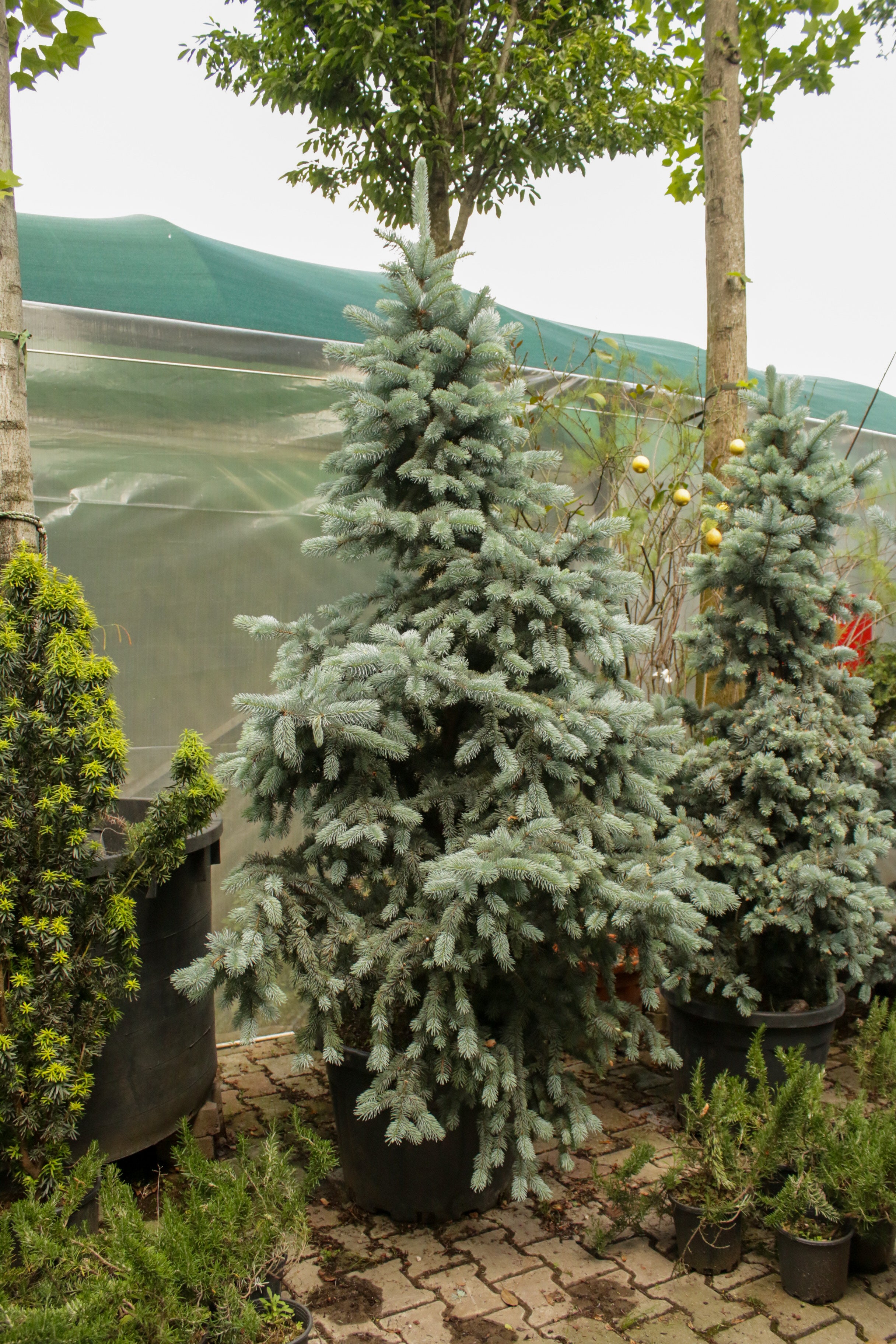 Picea Pungens (Mavi Çam)