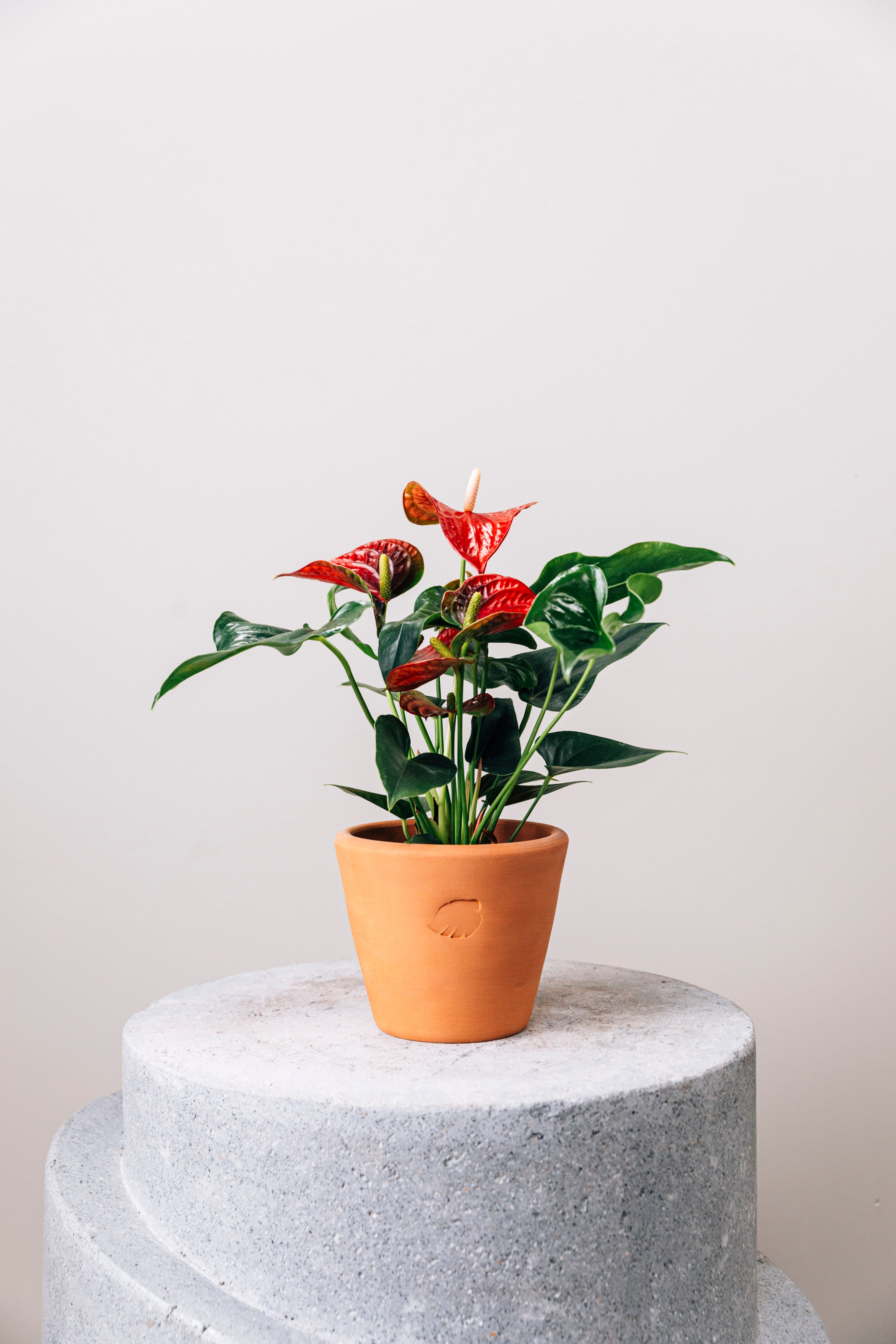 Flamingo Clay Çömlek Saksılı