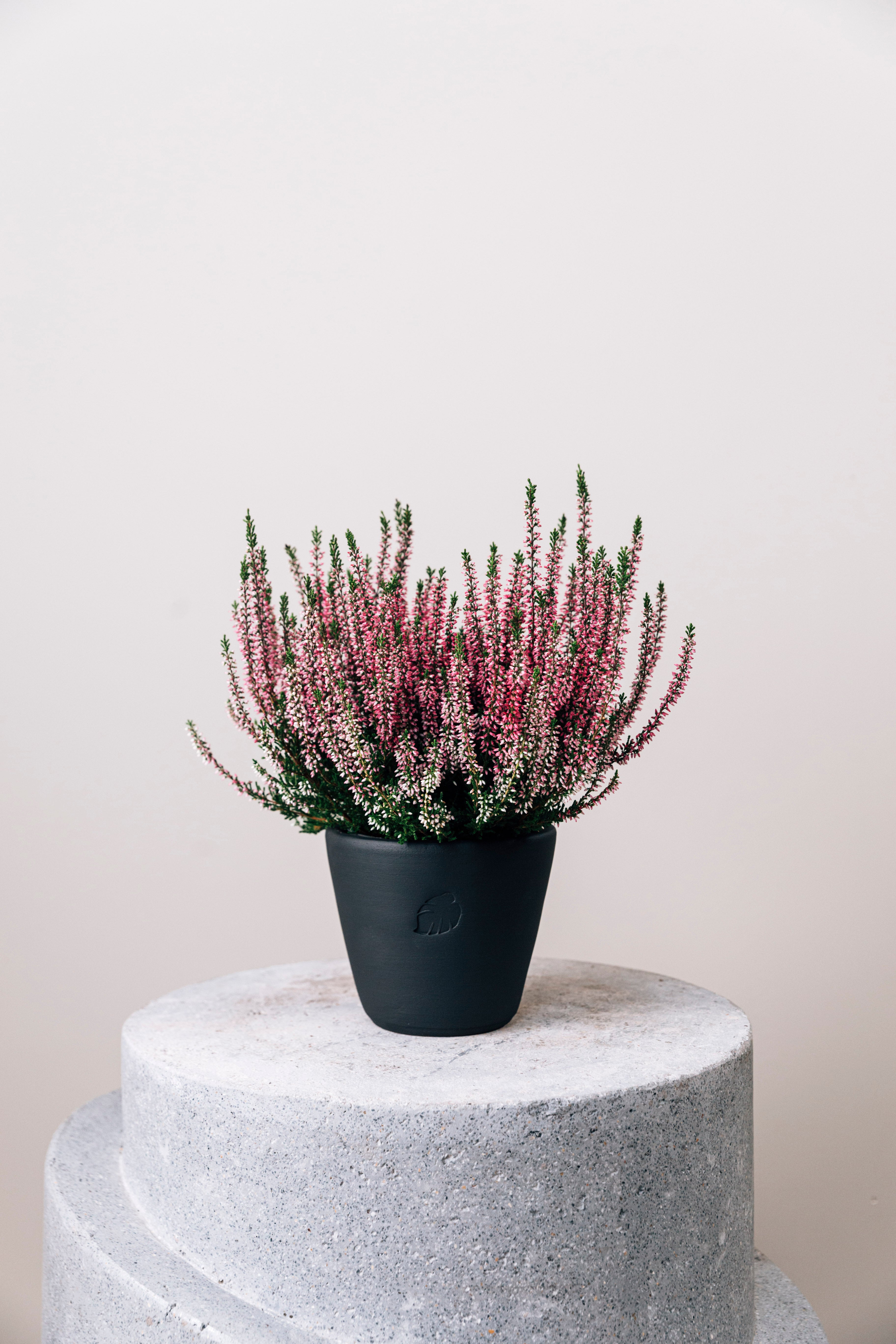 Calluna Coal Çömlek Saksılı