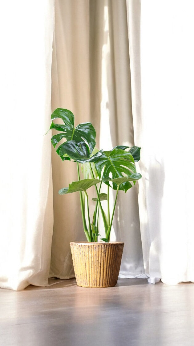 Oscar Senape Saksılı