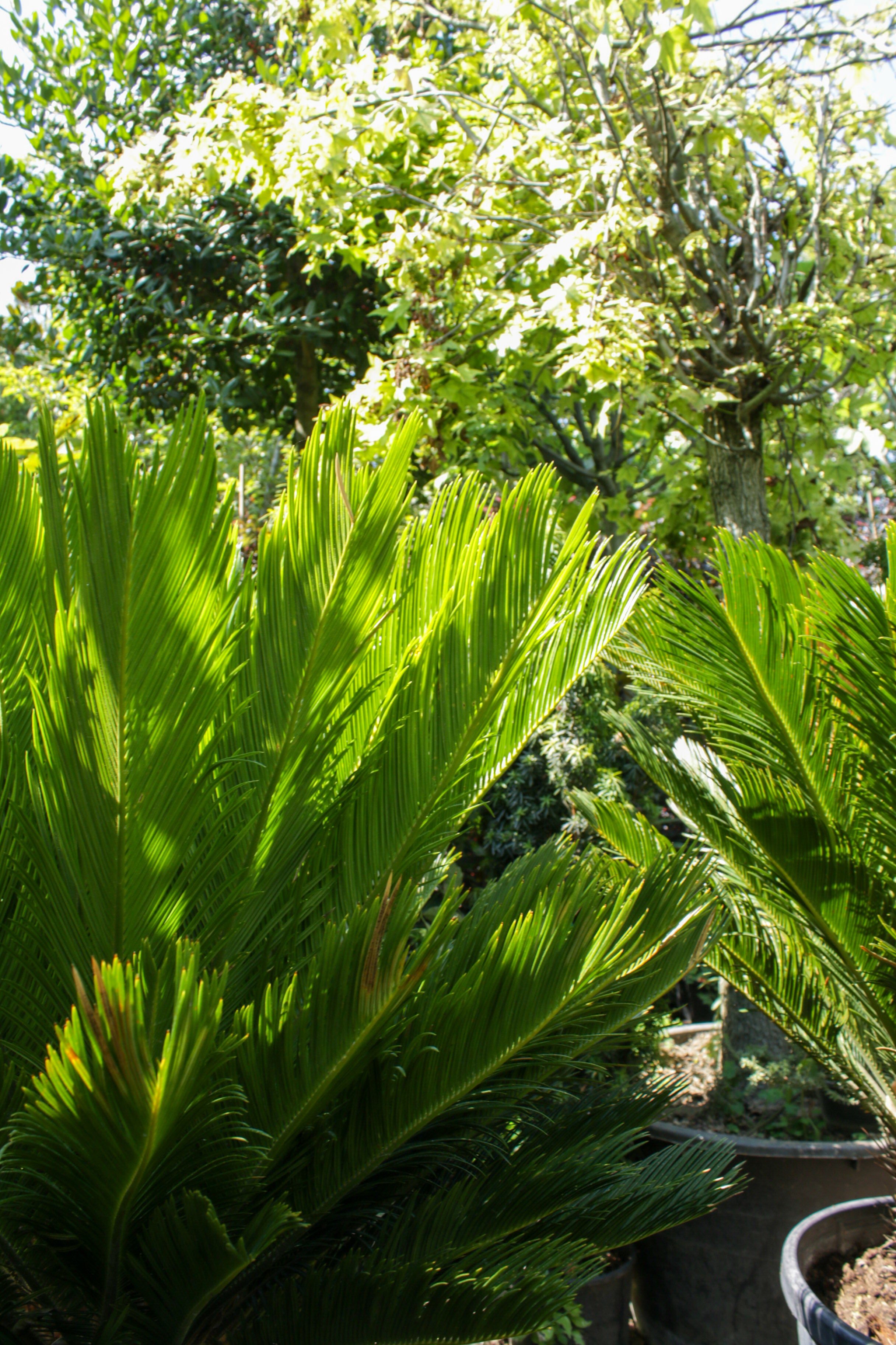 Cycas Palmiyesi (Sikas Palmiyesi)