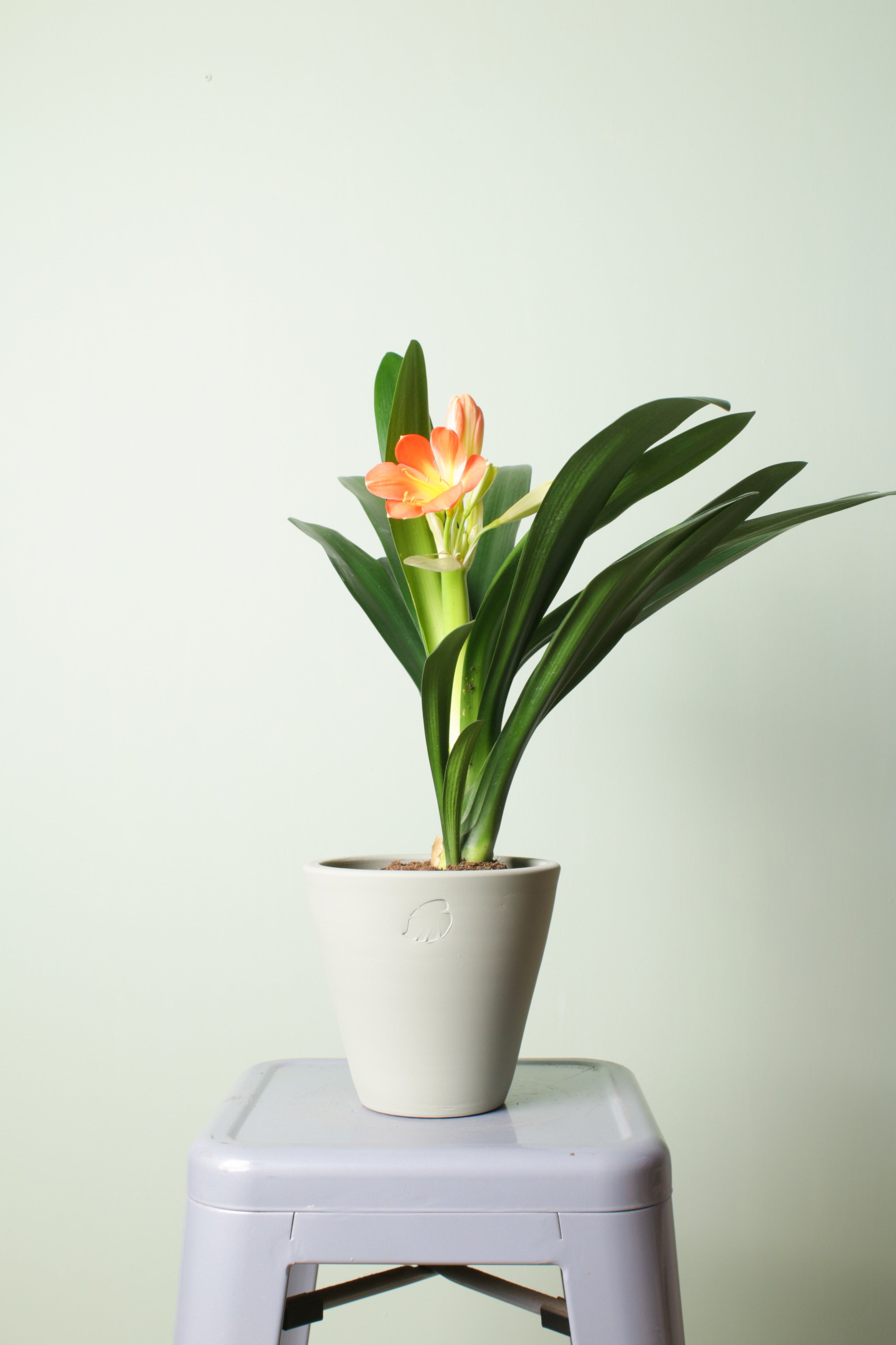 Clivia Mint Çömlek Saksılı