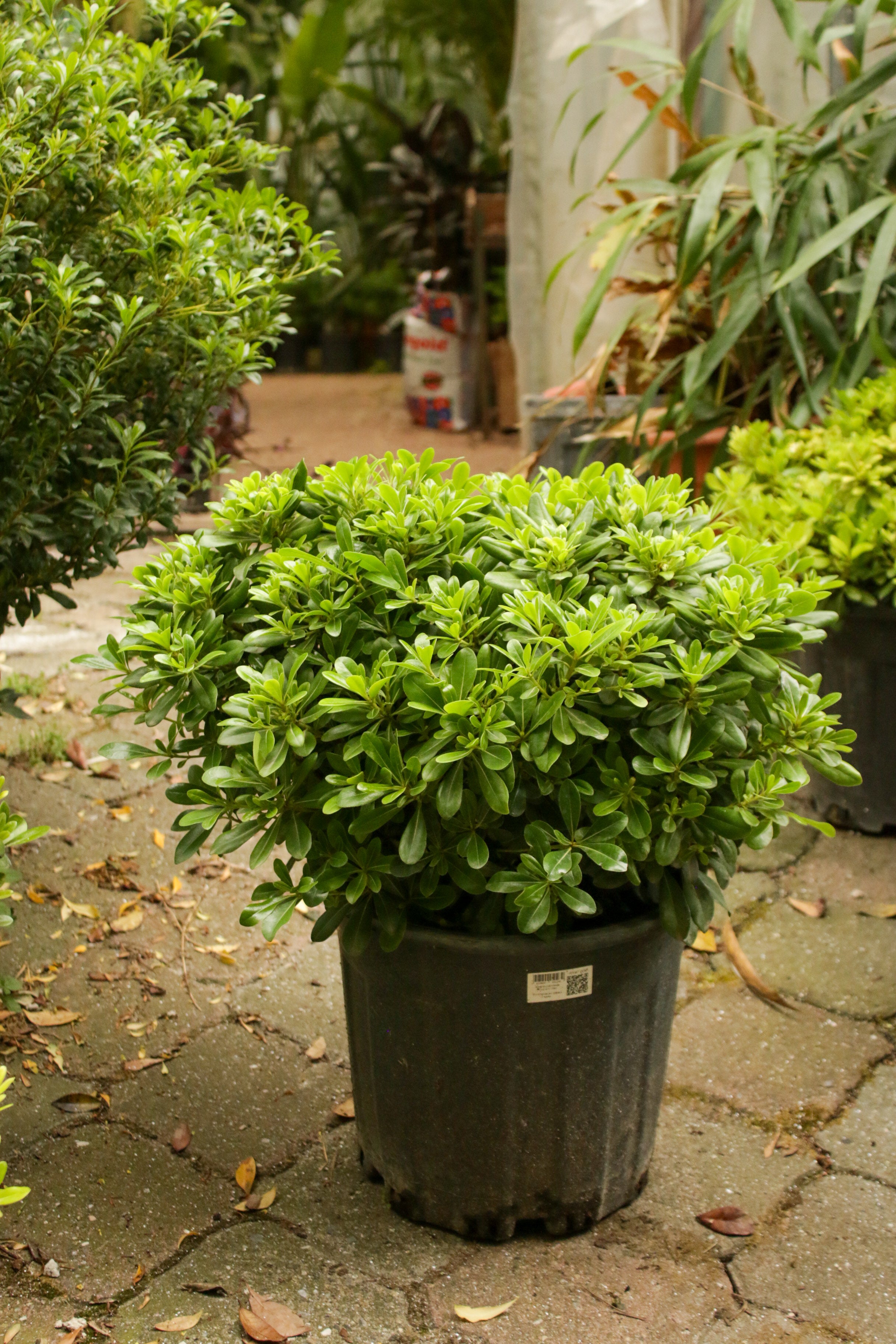 Pittosporum Tobira
